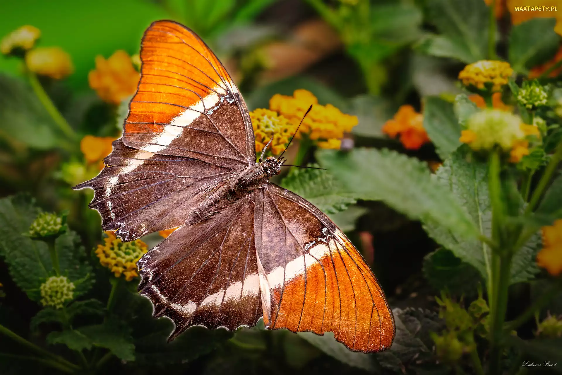 Siproeta epaphus, Pomarańczowy, Motyl