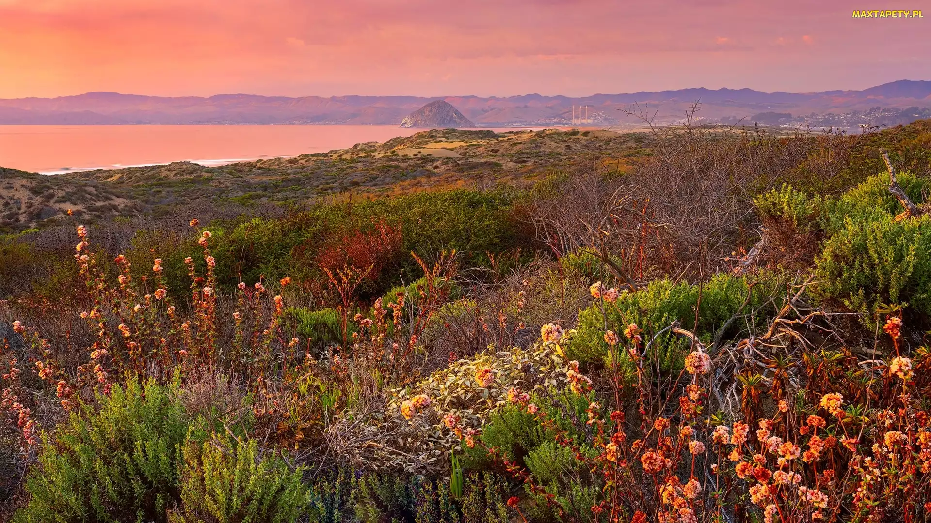 Krzewy, Wzgórza, Kalifornia, Roślinność, Zachód słońca, Stany Zjednoczone, Park Stanowy Montana de Oro