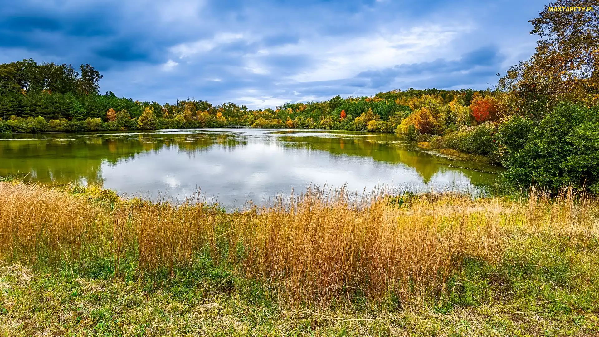 Drzewa, Kolorowe, Pożółkła, Jesień, Trawa, Jezioro