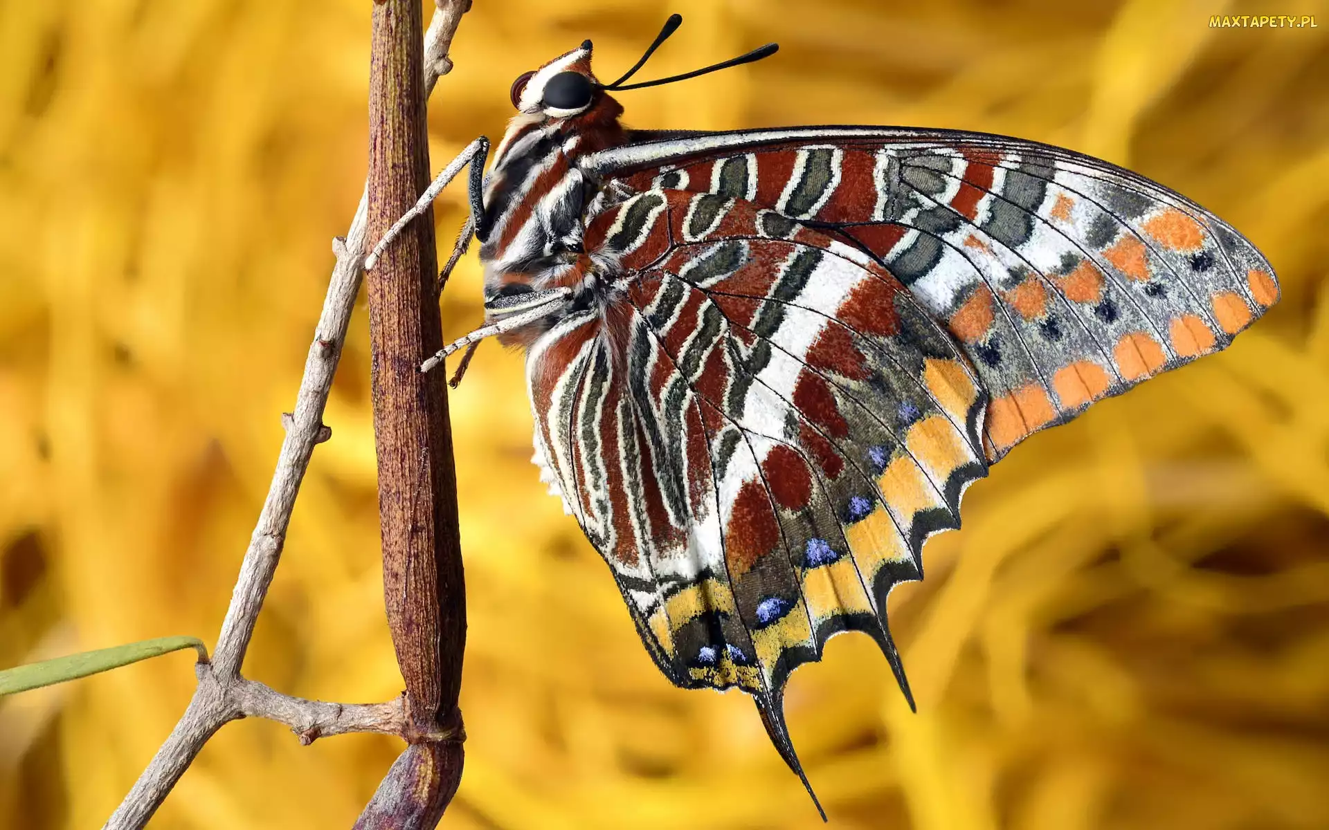 Foxy emperor, Patyk, Motyl