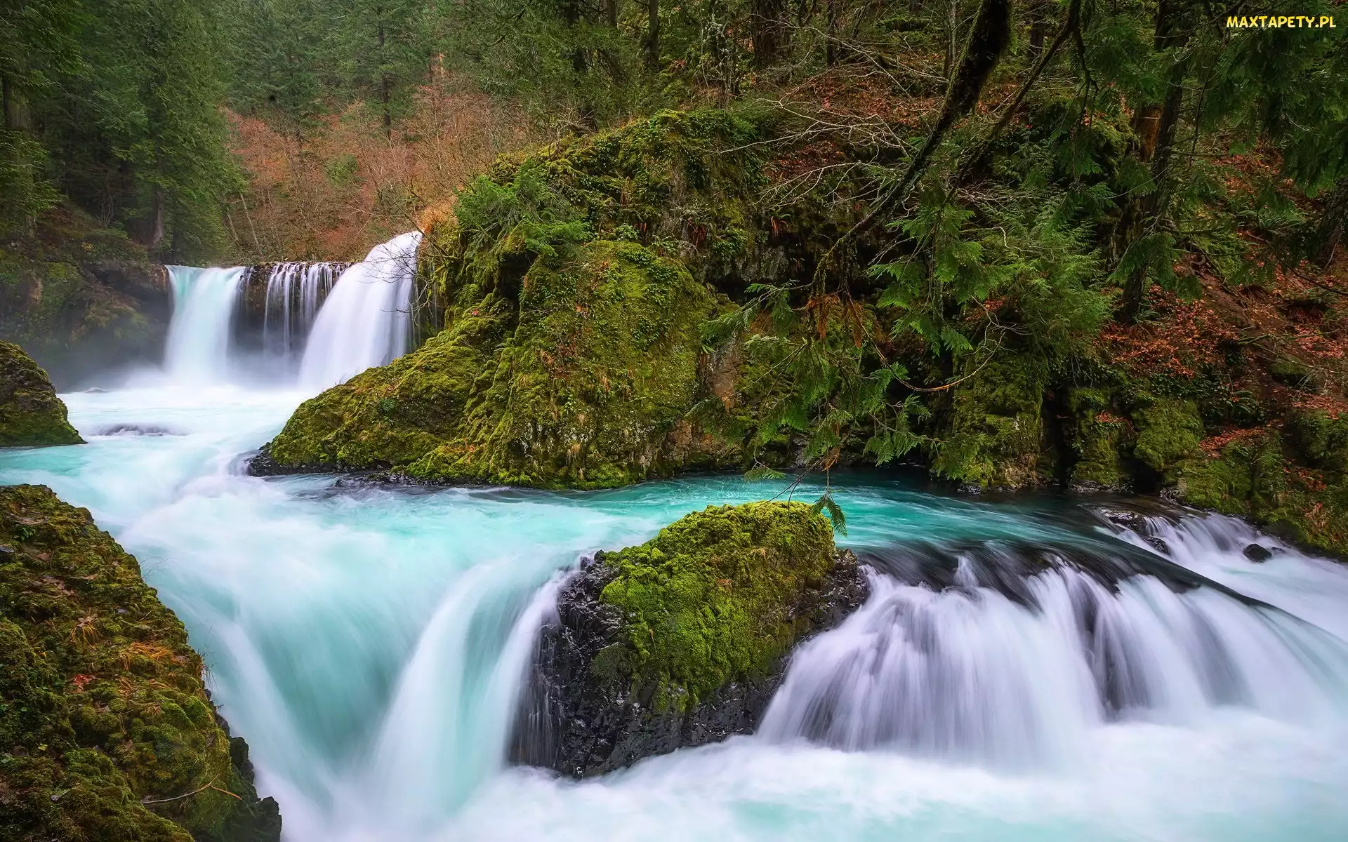 Salmon River, Stan Waszyngton, Rzeka, Hrabstwo Skamania, Skały, Wodospad Spirit Falls, Roślinność, Stany Zjednoczone