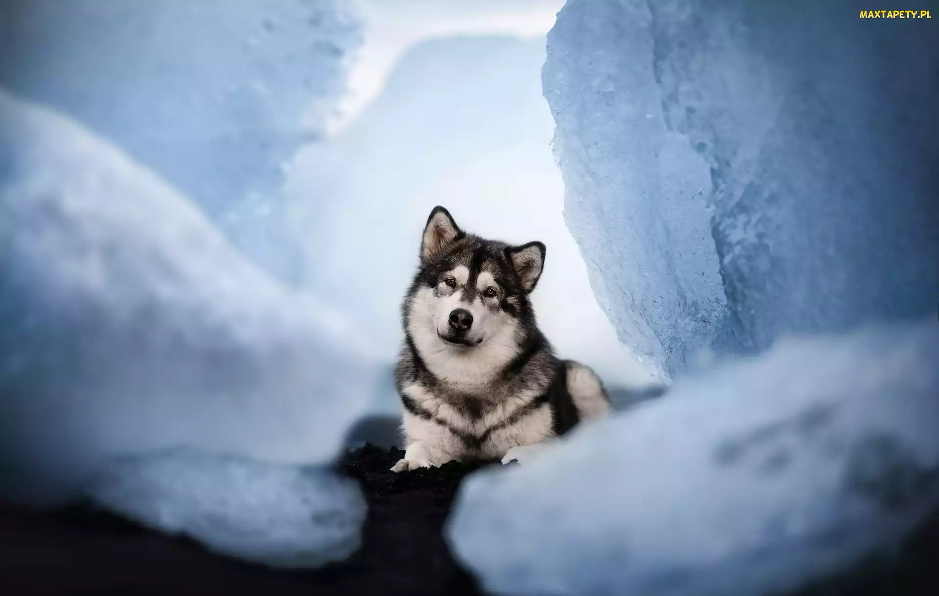 Alaskan malamute, Spojrzenie, Pies