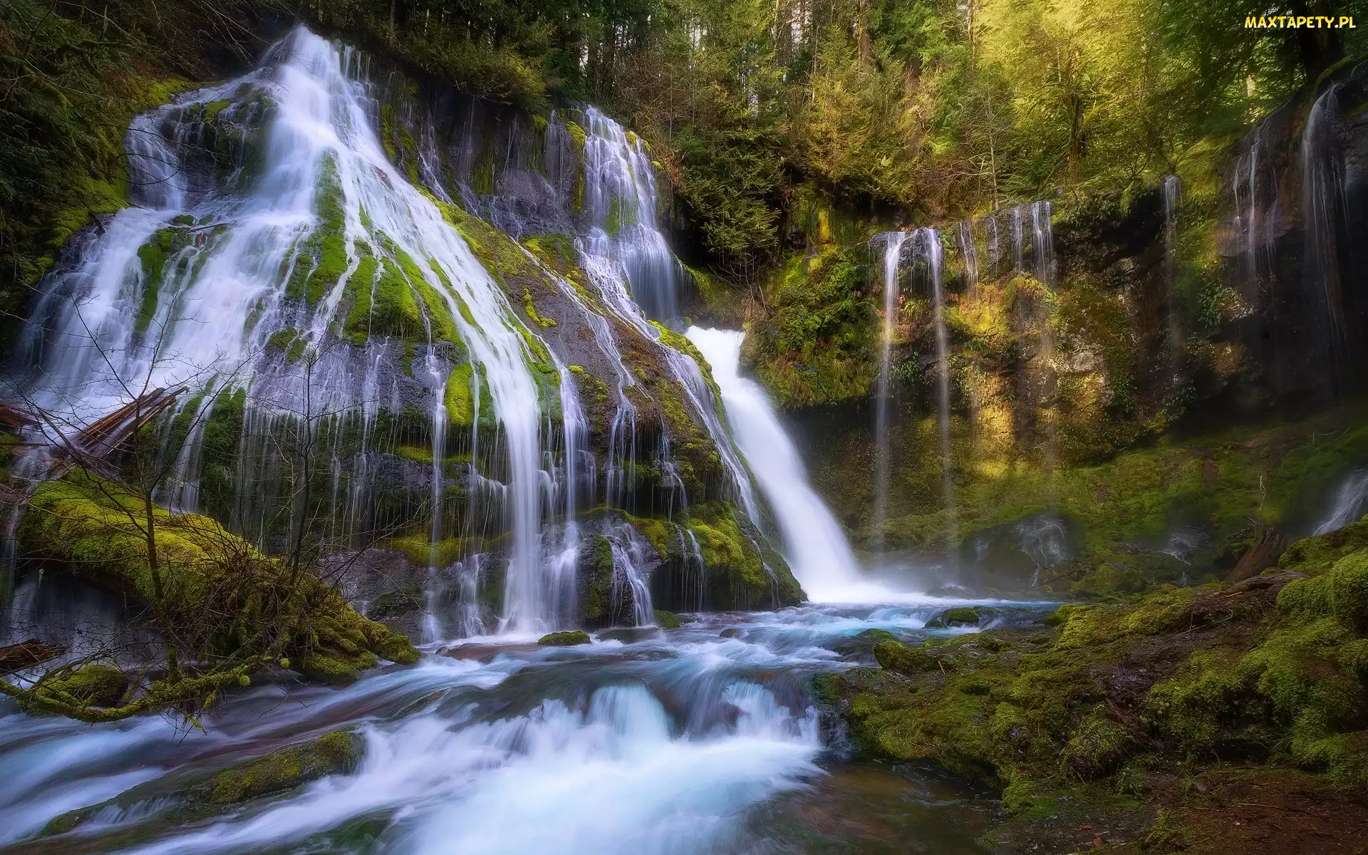 Panther Creek Falls, Wodospad, Stan Waszyngton, Gifford Pinchot National Forest, Drzewa, Stany Zjednoczone, Las