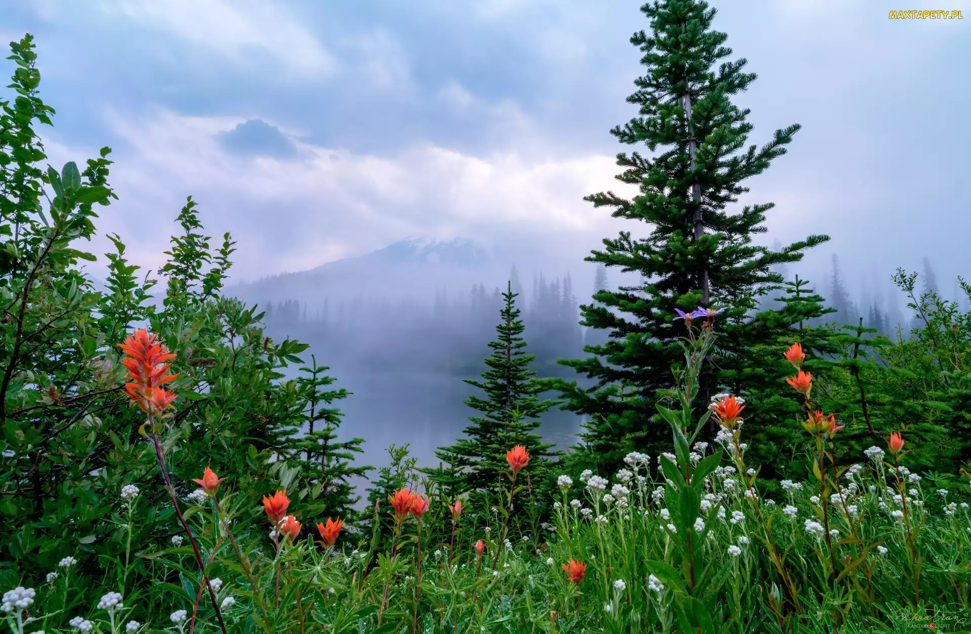 Drzewa, Kwiaty, Waszyngton, Mgła, Łąka, Stany Zjednoczone, Park Narodowy Mount Rainier