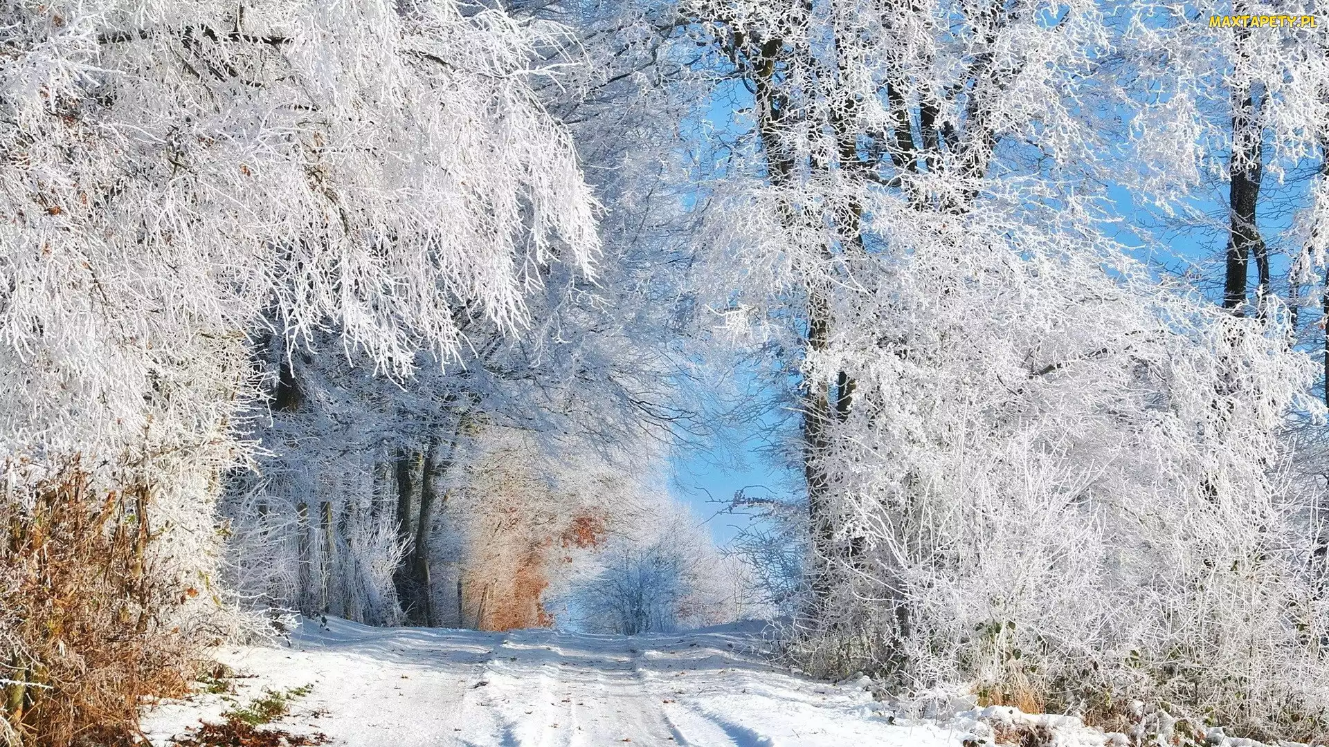 Śnieg, Ścieżka, Las, Zima, Ośnieżone, Drzewa