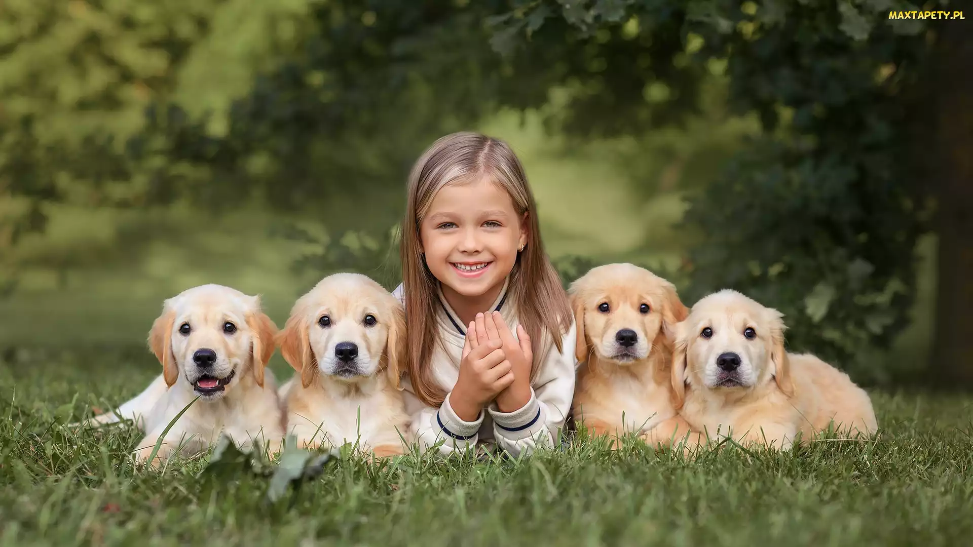 Golden retrievery, Szczeniaki, Dziewczynka, Cztery