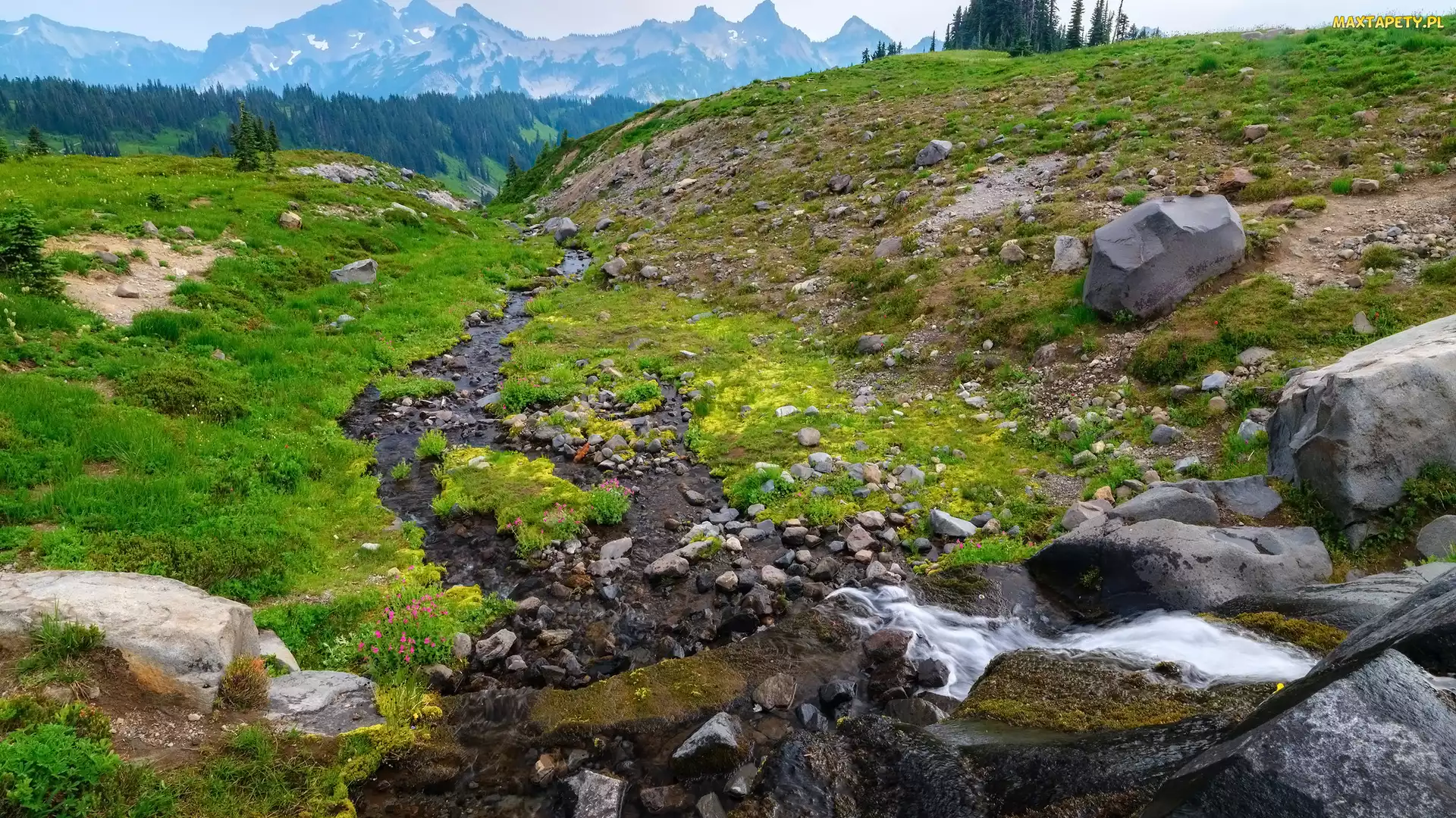 Potok, Stan Waszyngton, Kwiaty, Stany Zjednoczone, Park Narodowy Mount Rainier, Trawa, Kamienie, Skały, Góry