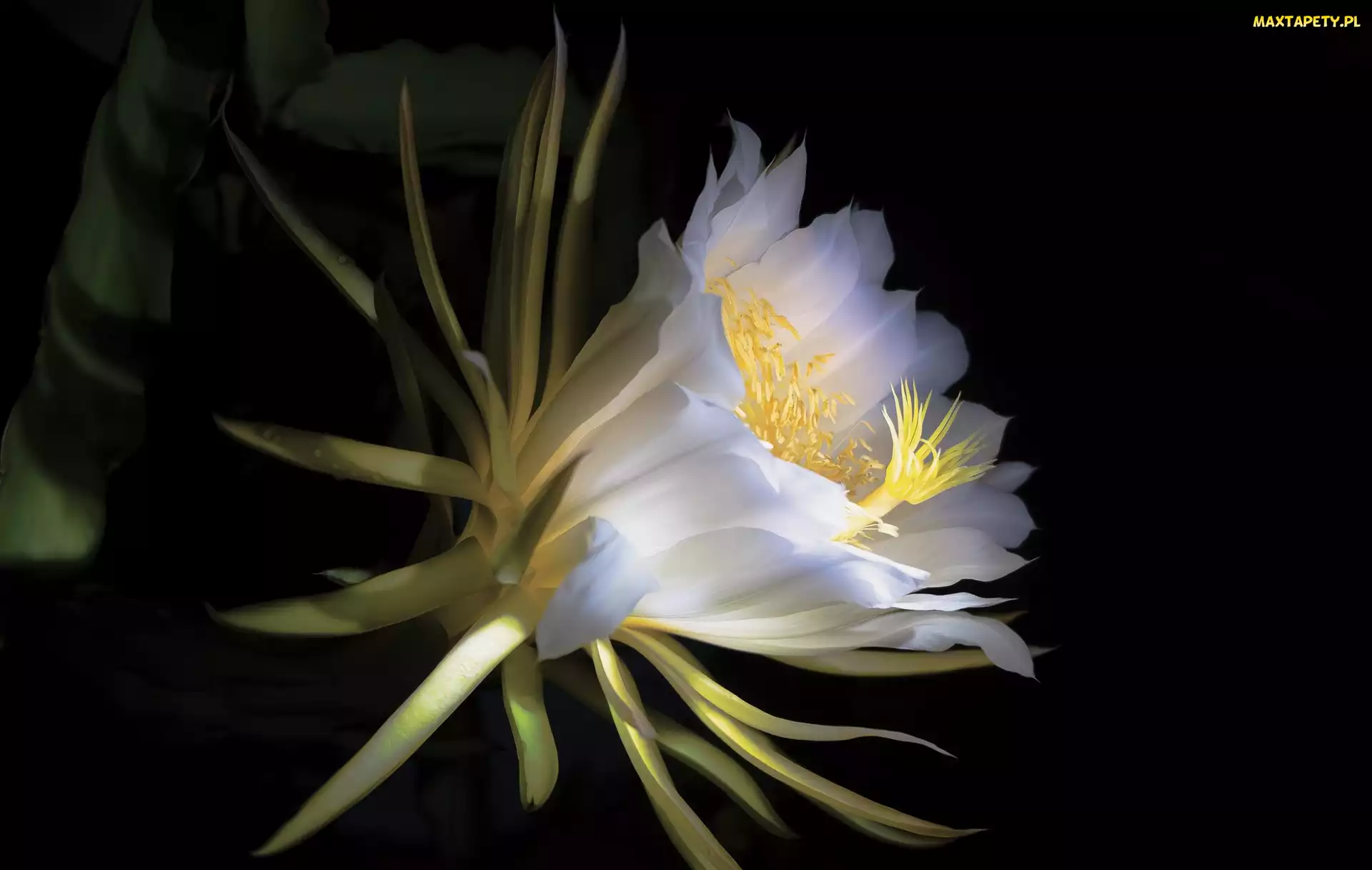 Kaktus, Epiphyllum, Biały, Kwiat