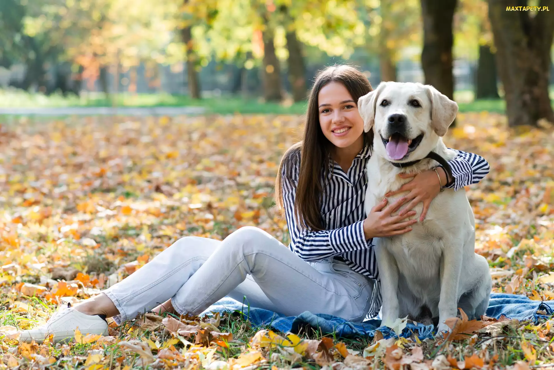 Liście, Labrador retriever, Kobieta, Długowłosa, Biały, Pies