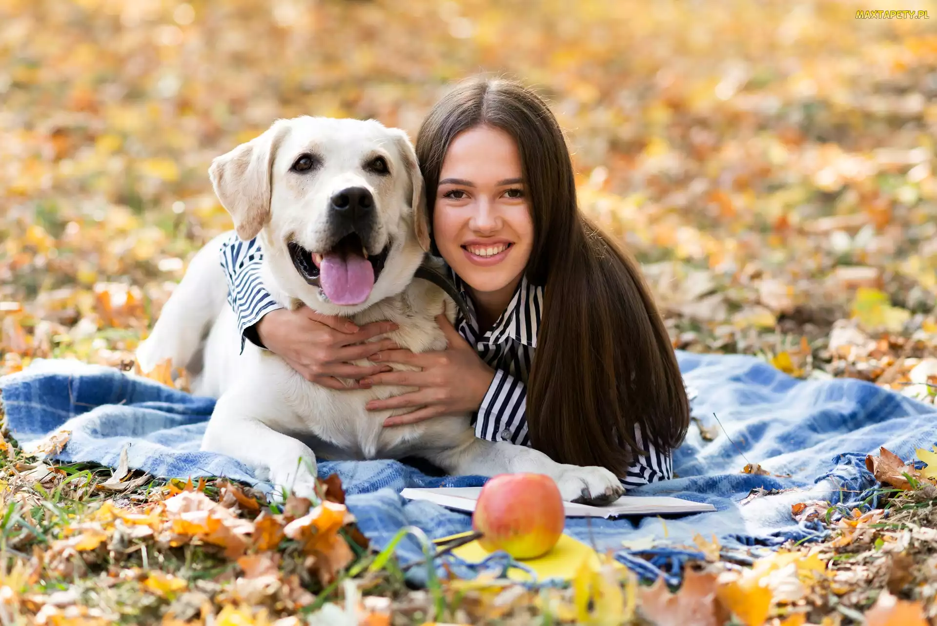Jabłko, Labrador retriever, Kobieta, Liście, Pies, Długowłosa, Biały