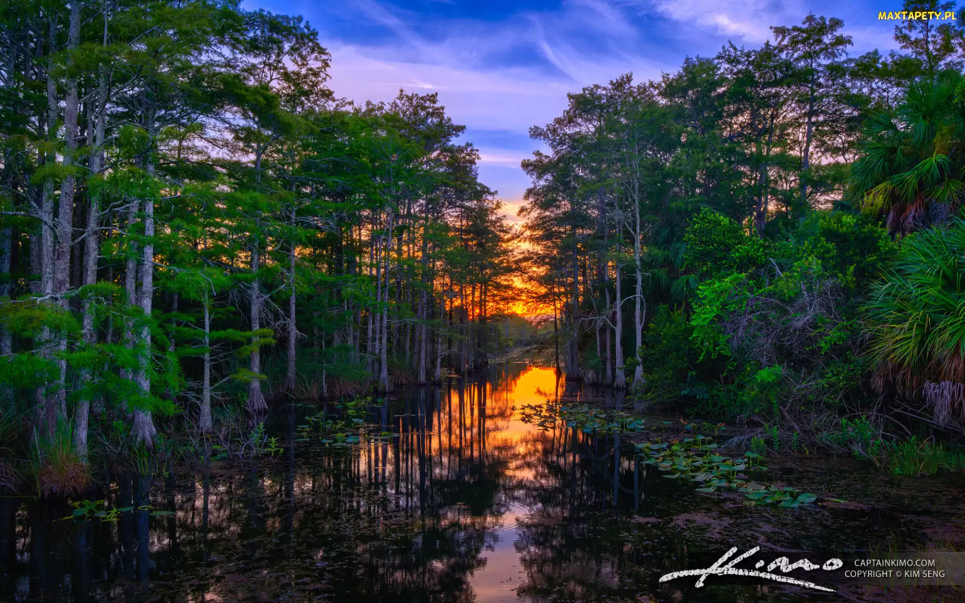 Stany Zjednoczone, Loxahatchee Slough, Rośliny, Zachód słońca, Jezioro, Drzewa, Floryda, Palm Beach Garden, Las