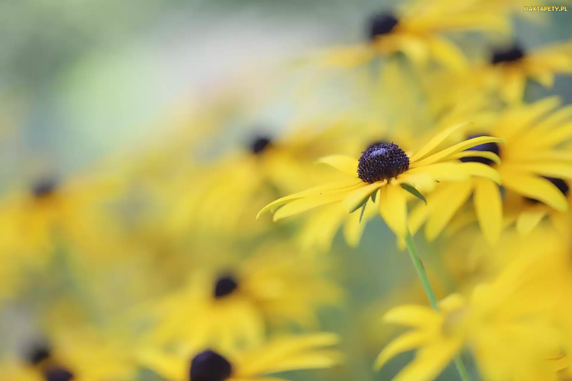 Zbliżenie, Kwiat, Rudbekia, Żółty