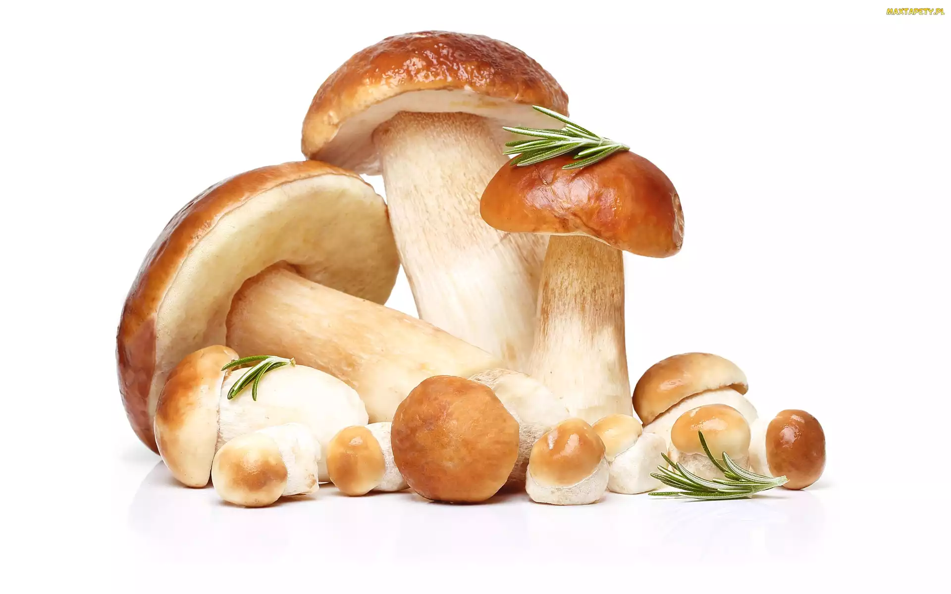 Borowiki, Tło, Białe, Igliwie, Grzyby