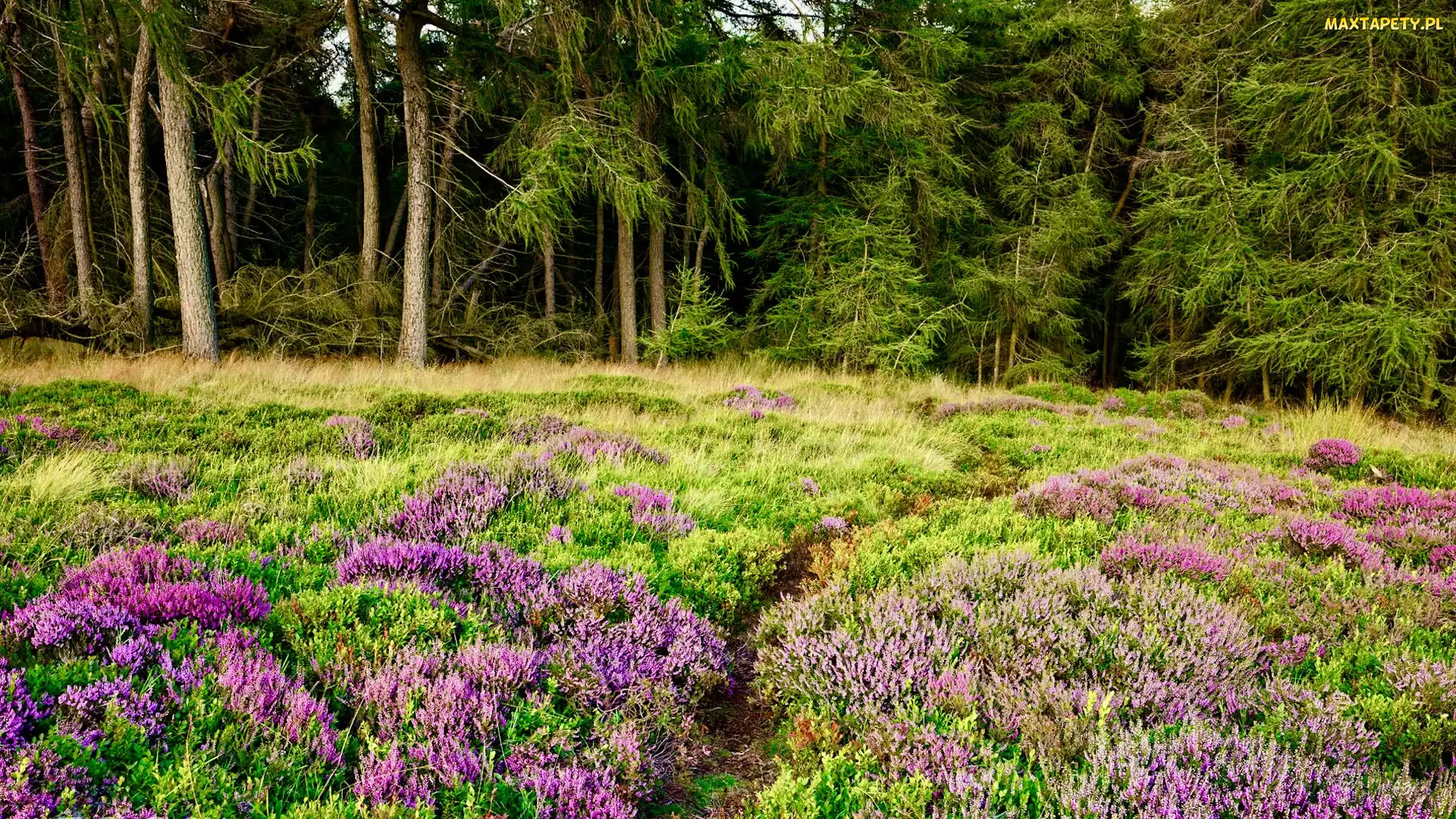 Wrzosowisko, Drzewa, Derbyshire, Ścieżka, Las, Anglia, Park Narodowy Peak District