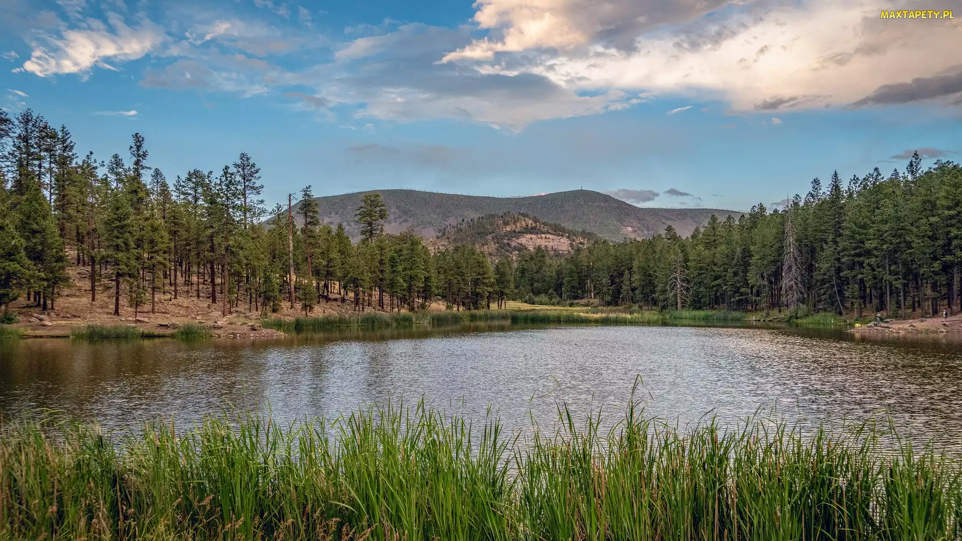 Arizona, Trawa, Jezioro, Stany Zjednoczone, Drzewa, Góry, Hulsey Lake