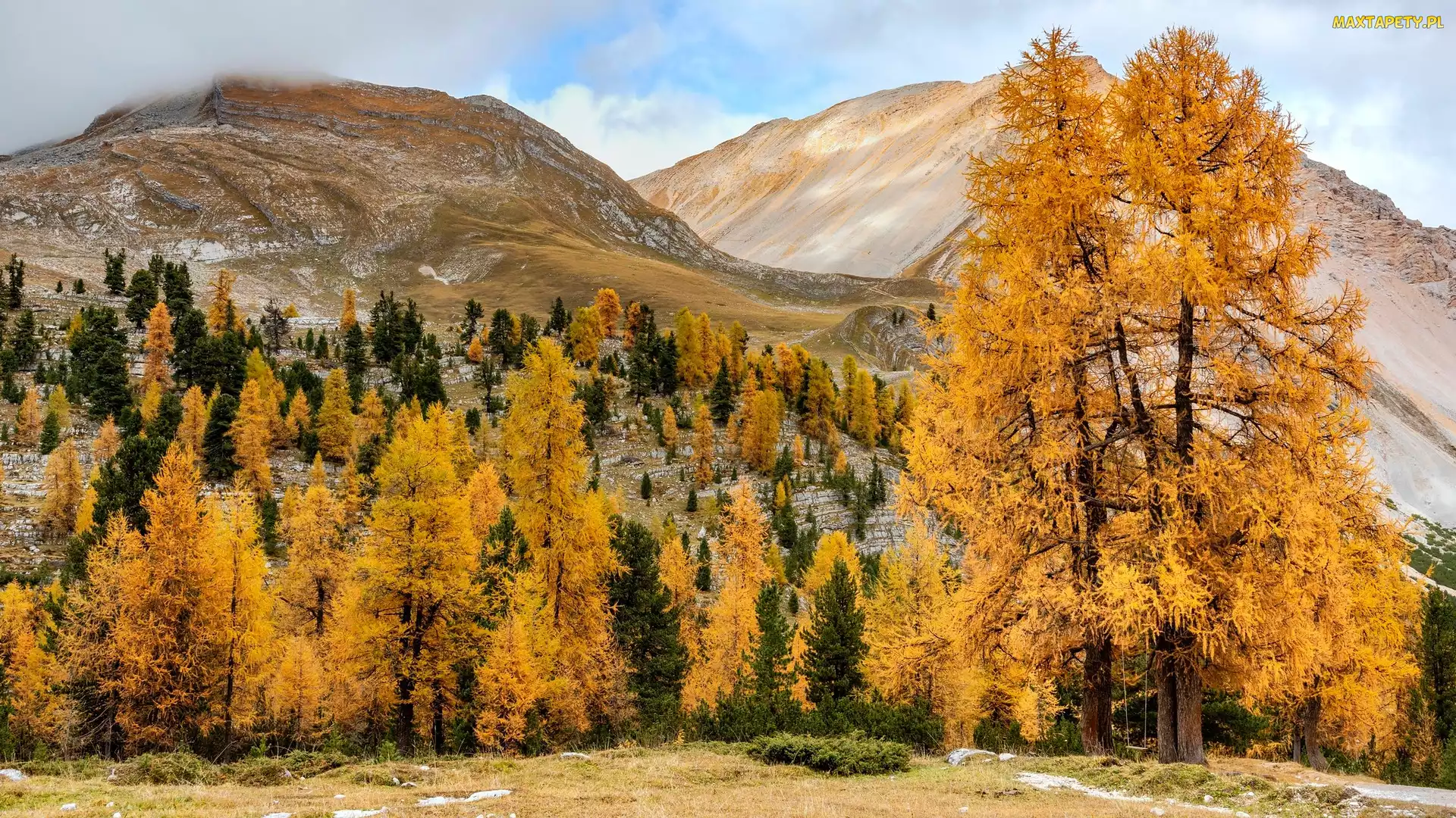 Drzewa, Jesień, Południowy Tyrol, Pożółkłe, Dolomity, Włochy, Góry