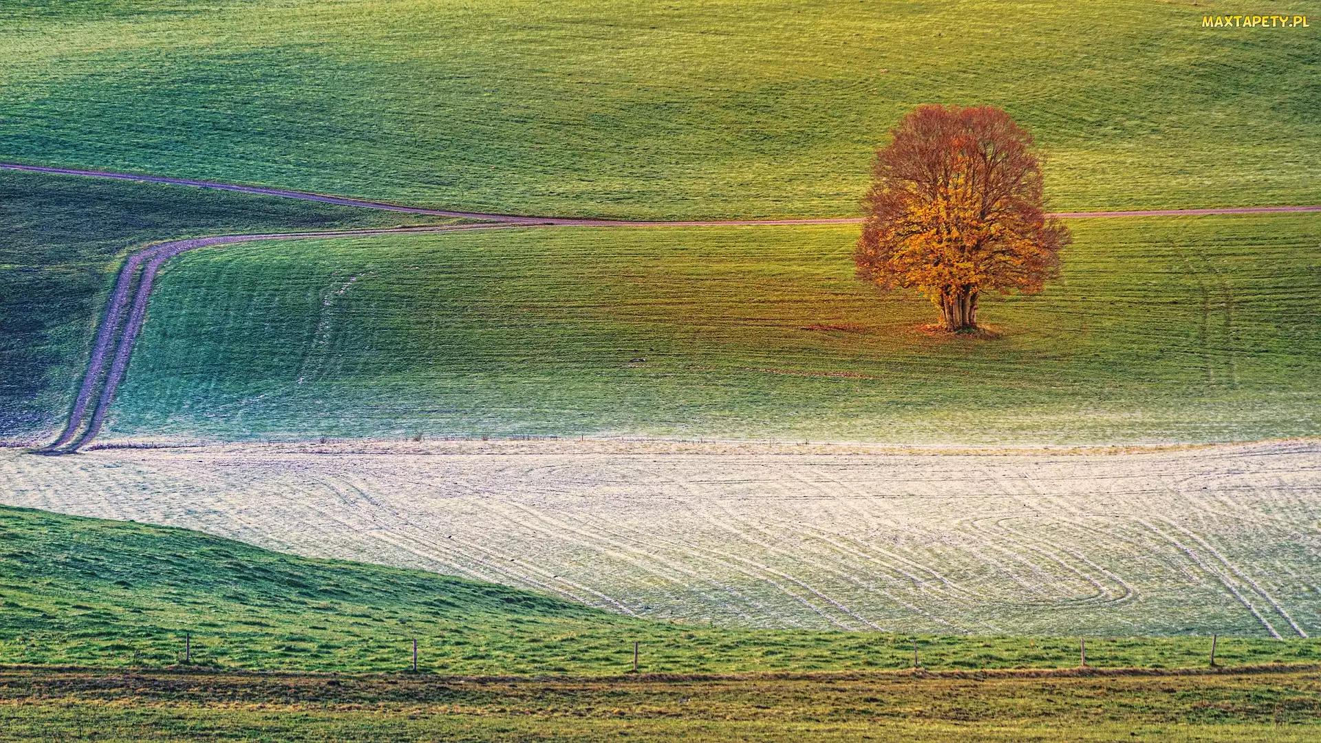 Szron, Drzewo, Jesień, Pole