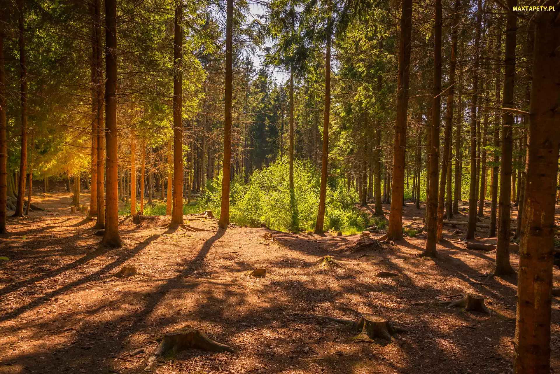 Blask, Zieleń, Las, Drzewa