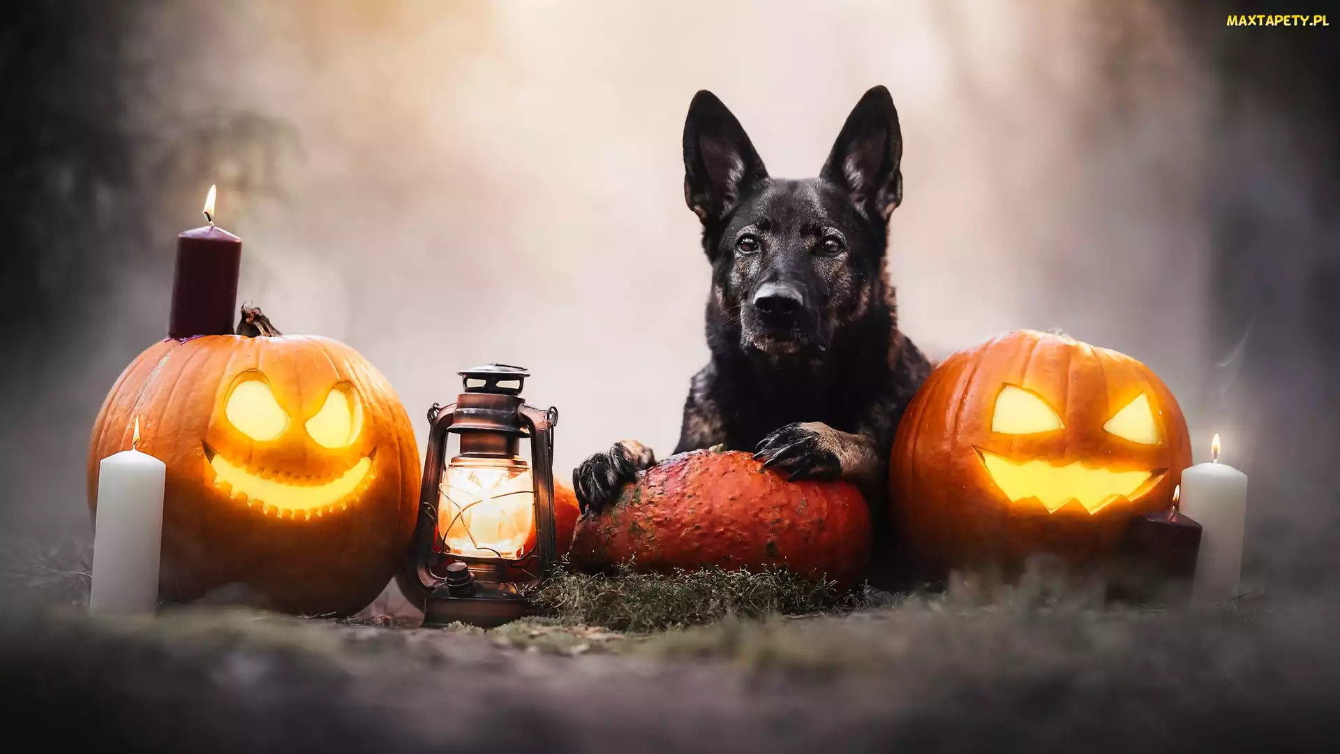 Halloween, Dym, Dynie, Pies, Latarnia, Świeca