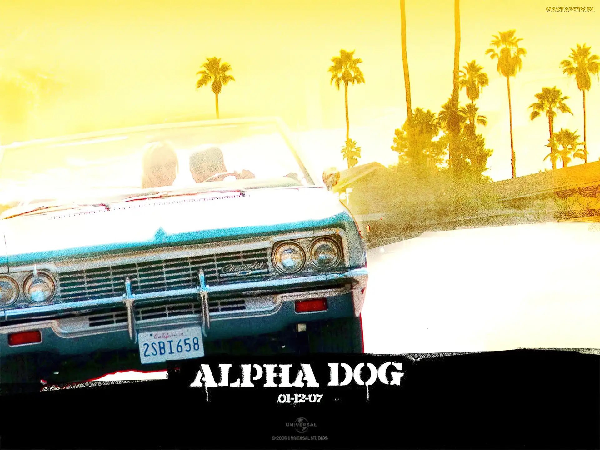samochód, palmy, Alpha Dog