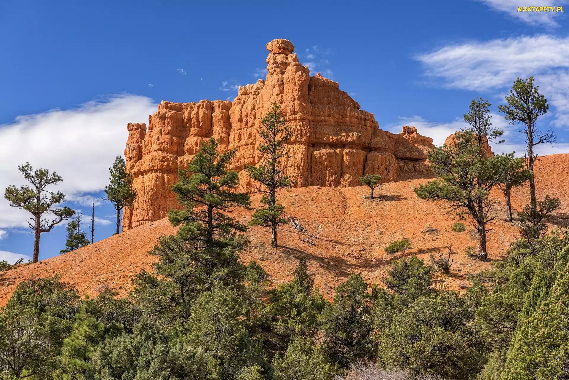 Skały, Stany Zjednoczone, Stan Utah, Park Narodowy Bryce Canyon, Drzewa