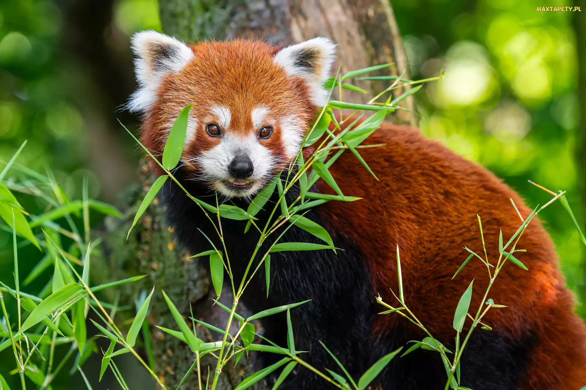 Gałęzie, Listki, Pandka ruda