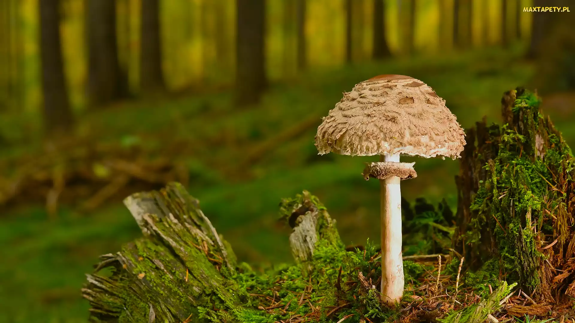 Ściółka, Mech, Grzyb, Las