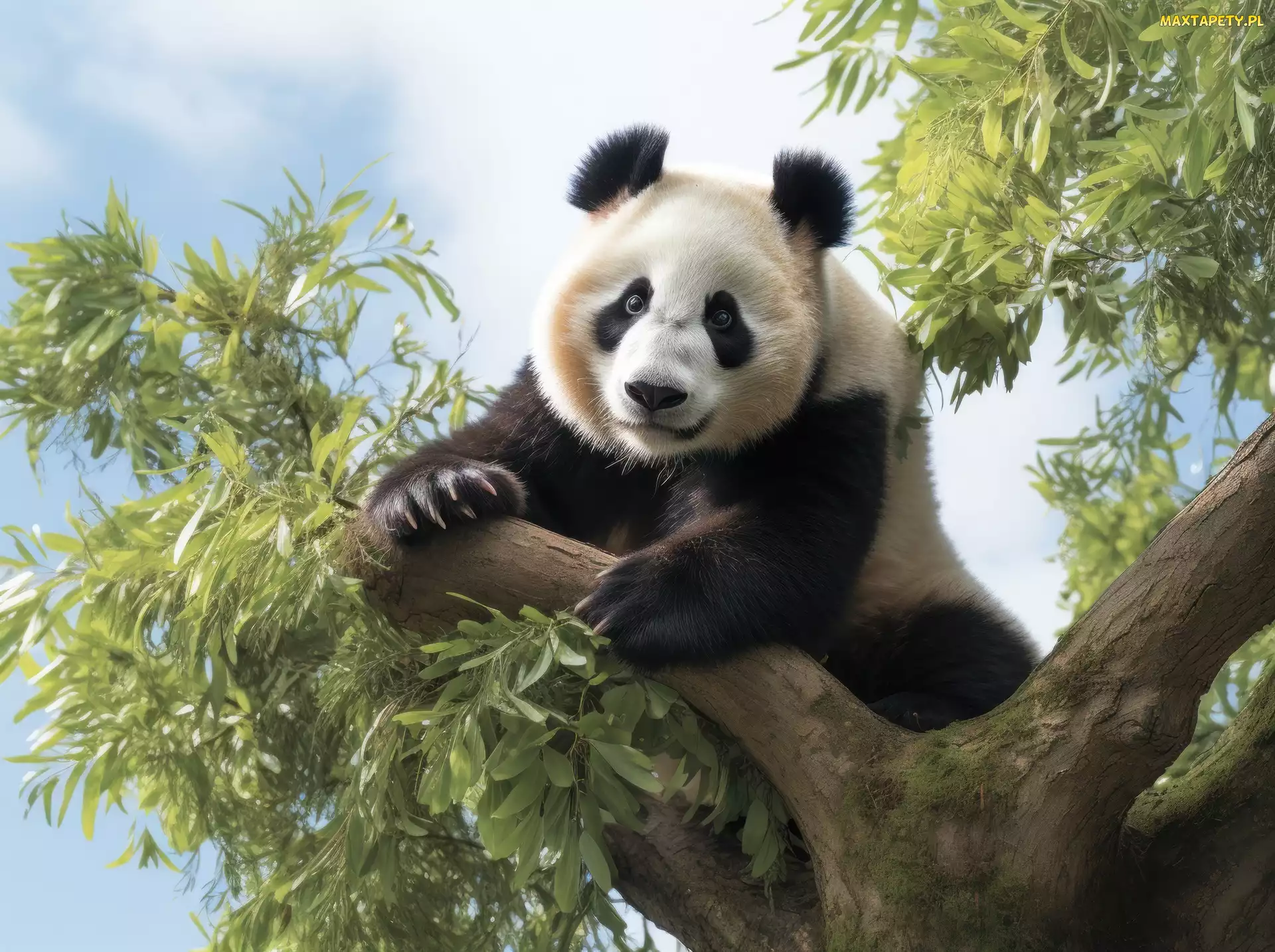 Drzewo, Grafika 2D, Panda wielka