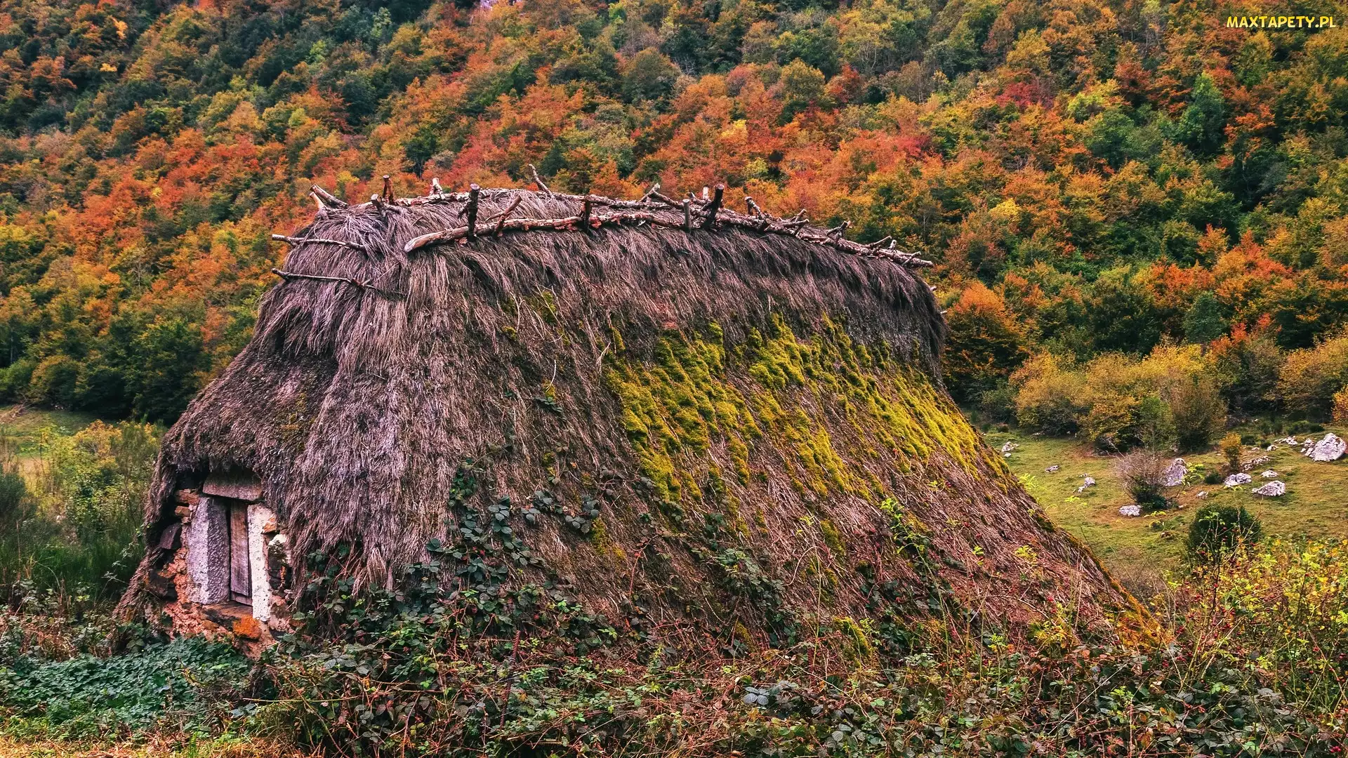 Strzecha, Ziemianka, Las, Rośliny, Drzewa, Jesień, Kolorowe