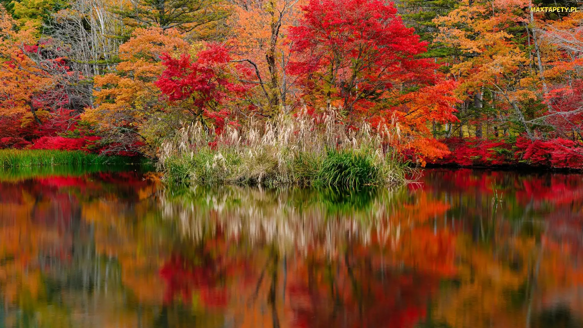 Trawy, Odbicie, Jesień, Drzewa, Karuizawa, Japonia, Staw, Nagano, Kępy, Kumoba Pond, Kolorowe