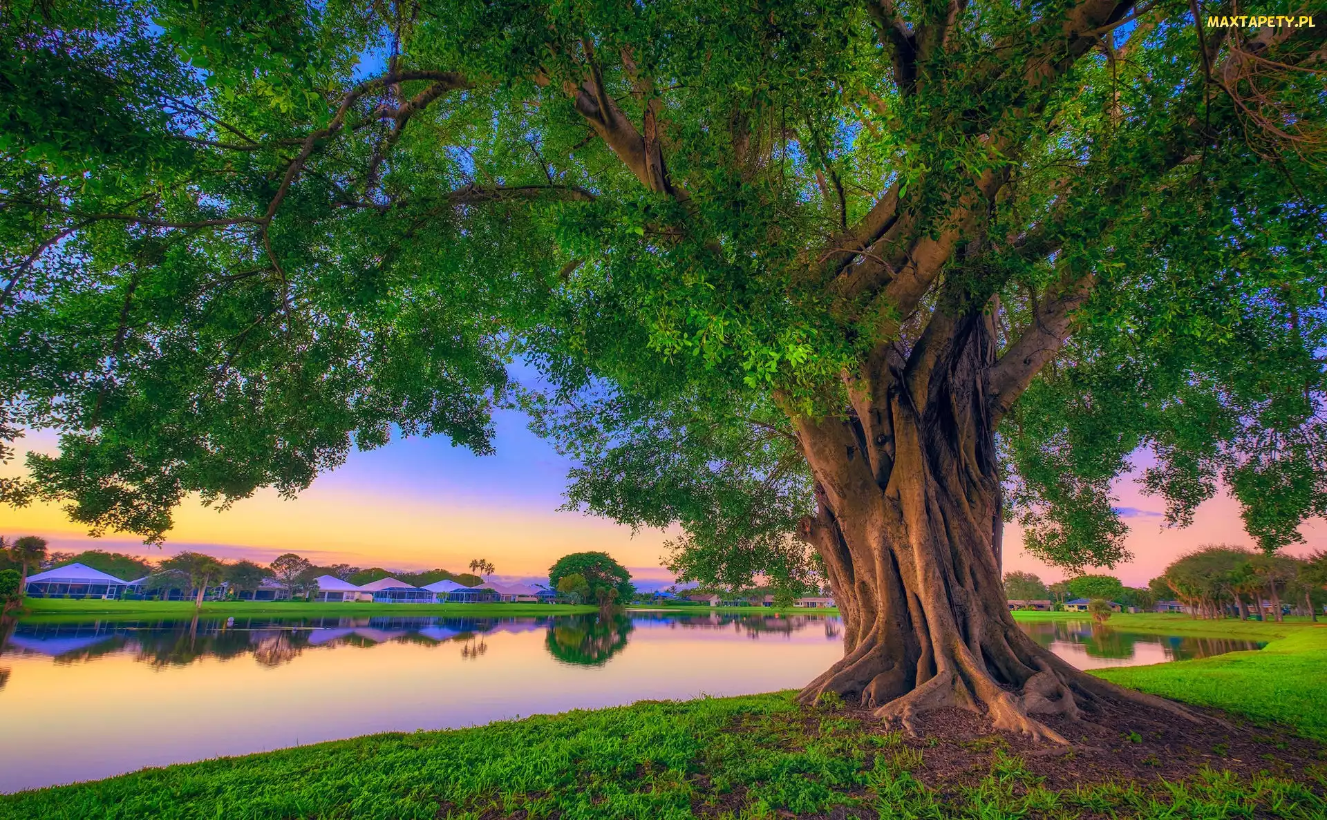 Jezioro, Drzewo, Floryda, Stany Zjednoczone, Palm Beach Gardens, Park Stanowy Lake Catherine