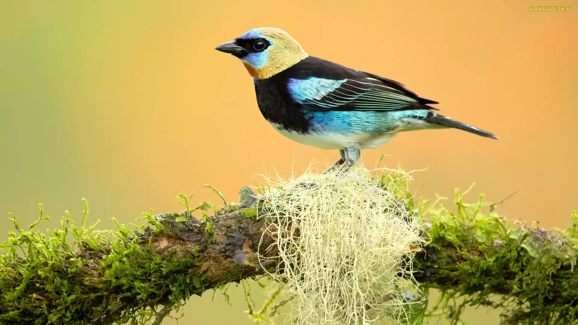 Tanager, Mech, Gałąź, Tangarka modrolica, Ptak