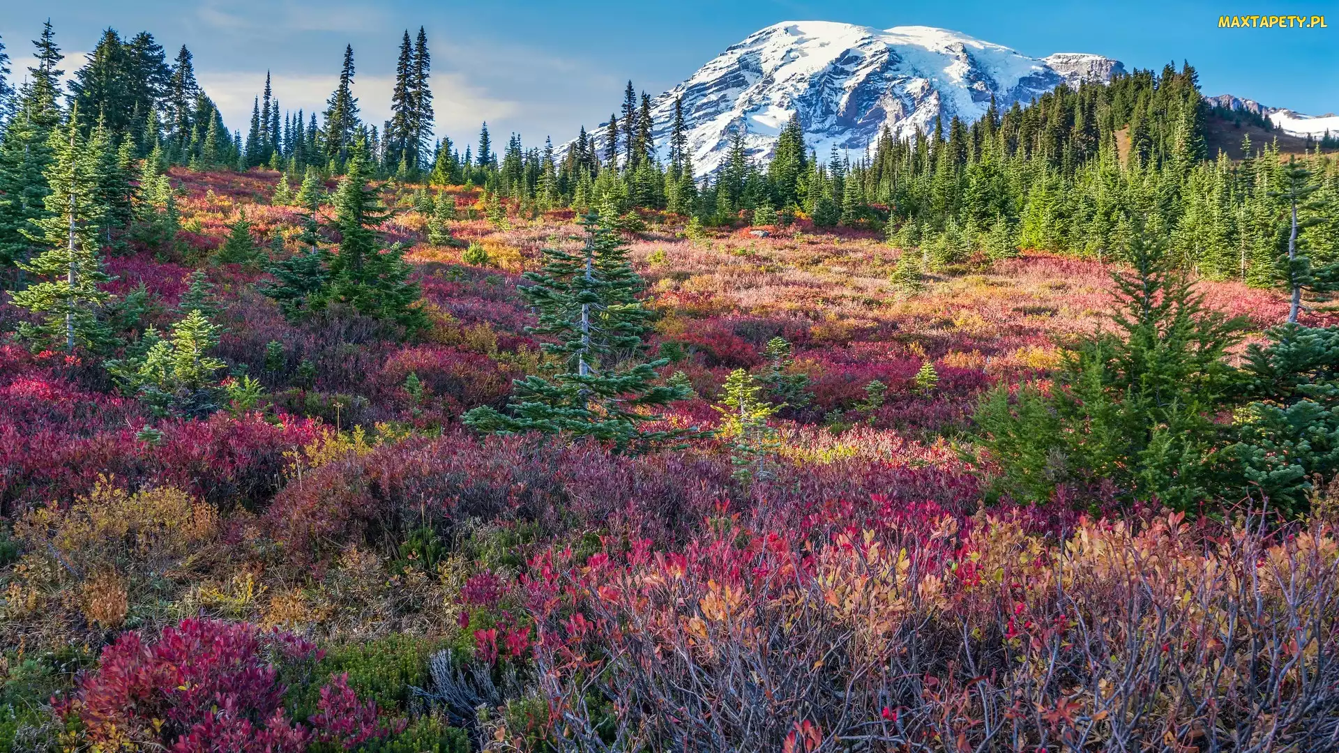 Drzewa, Kolorowe, Stany Zjednoczone, Mount Rainier, Rośliny, Chmury, Waszyngton, Góry, Łąka, Park Narodowy Mount Rainier, Stratowulkan
