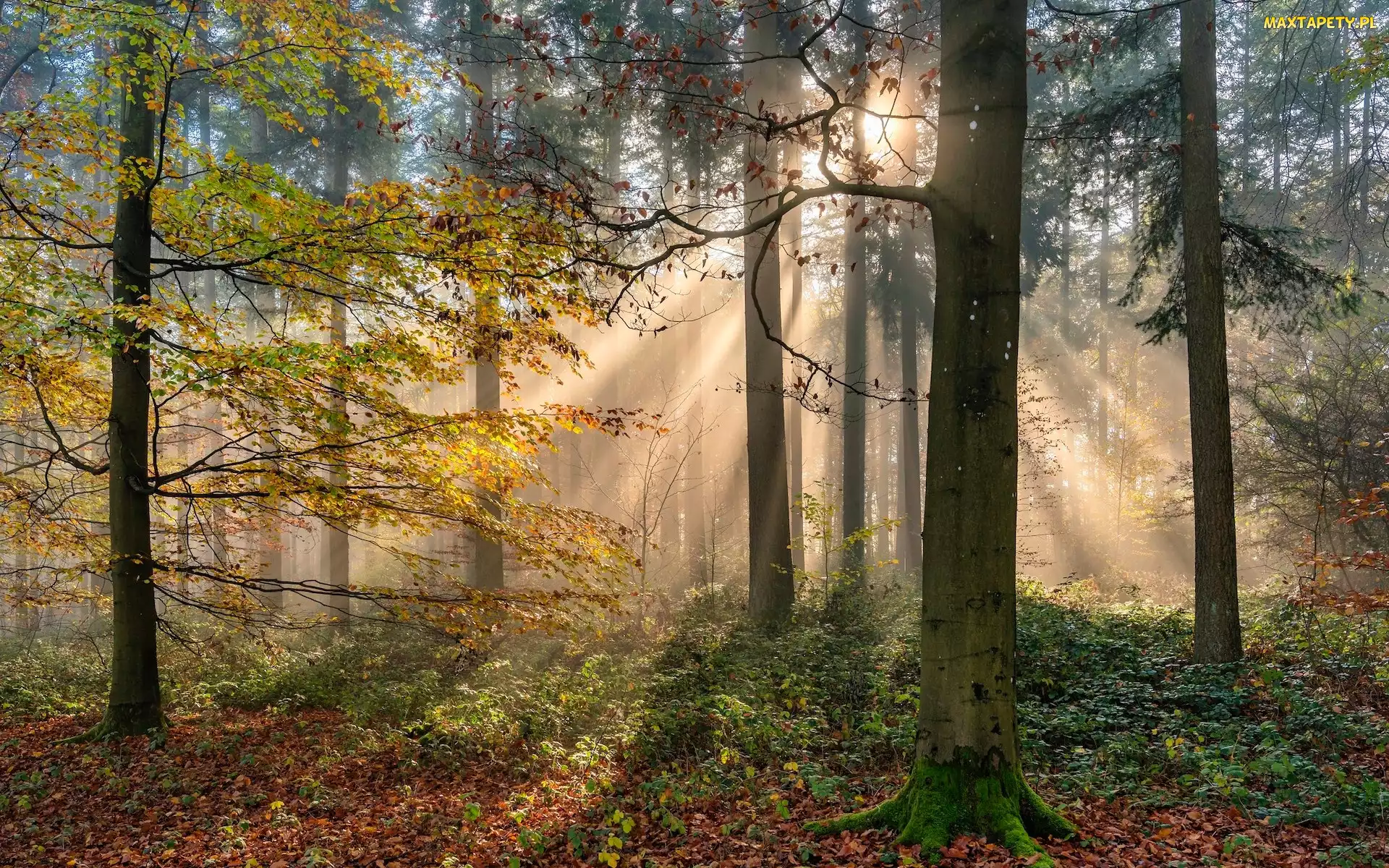 Jesień, Rośliny, Drzewa, Przebijające światło, Las