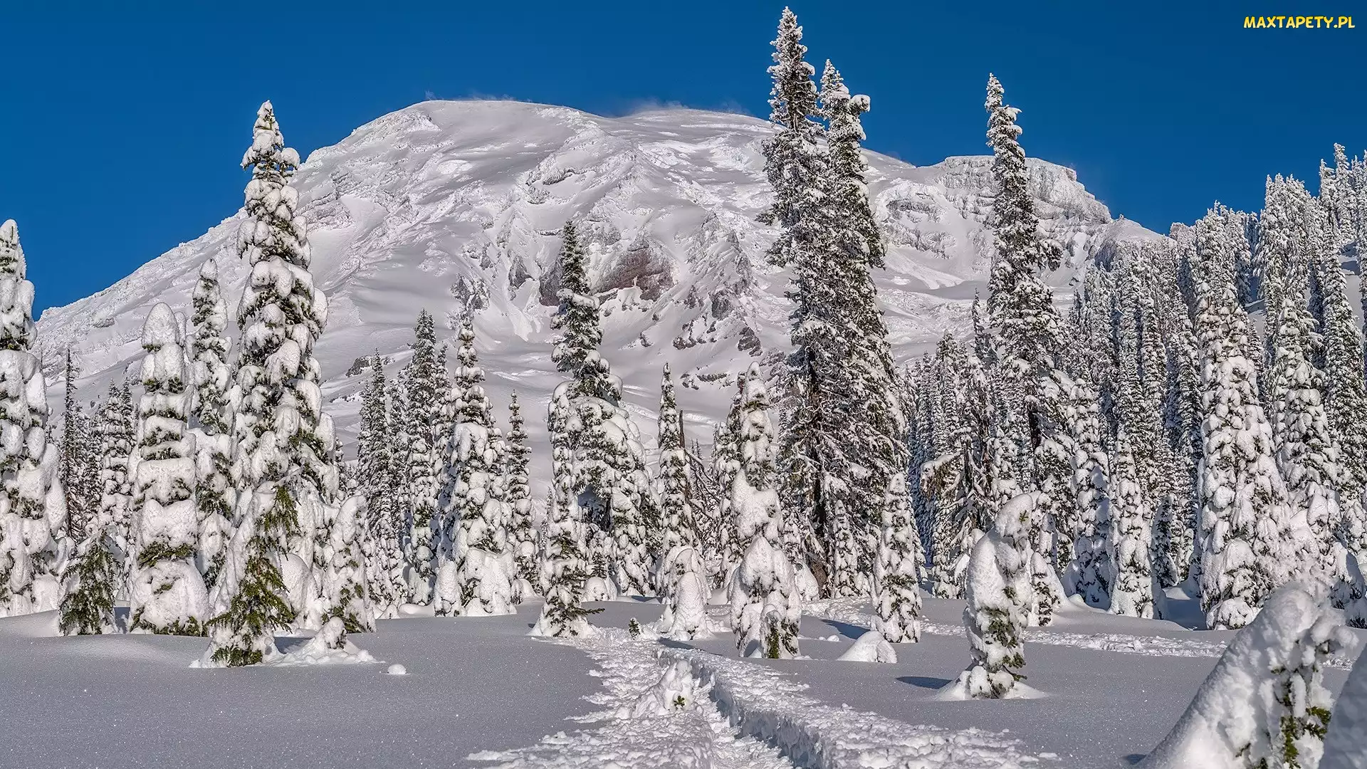 Góra, Ścieżka, Ośnieżona, Drzewa, Stan Waszyngton, Ośnieżone, Stany Zjednoczone, Park Narodowy Mount Rainier
