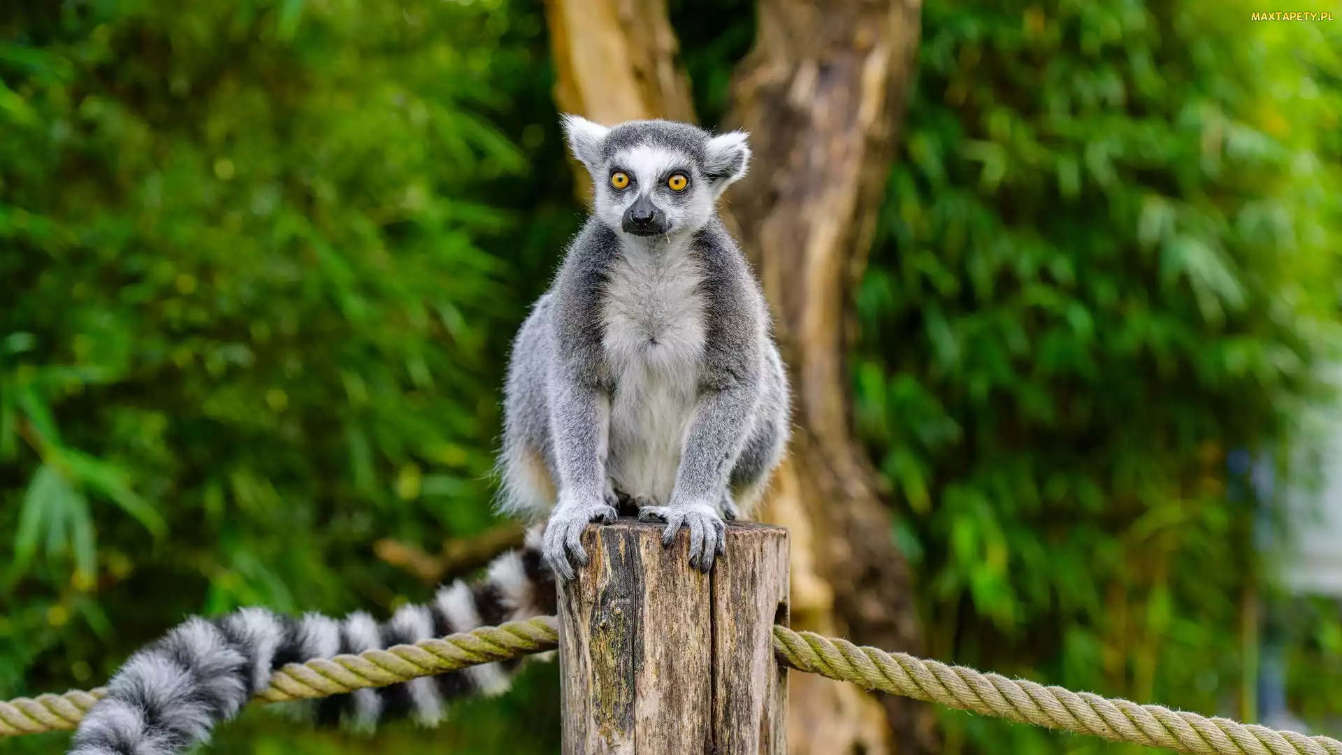 Lemur, Słupek