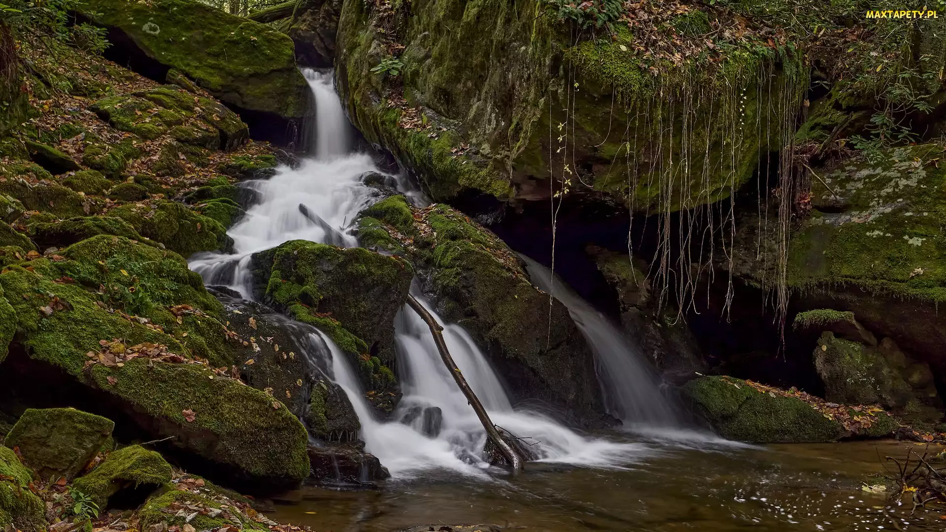 Stany Zjednoczone, Rośliny, Skały, Omszałe, Big Creek, Rzeka