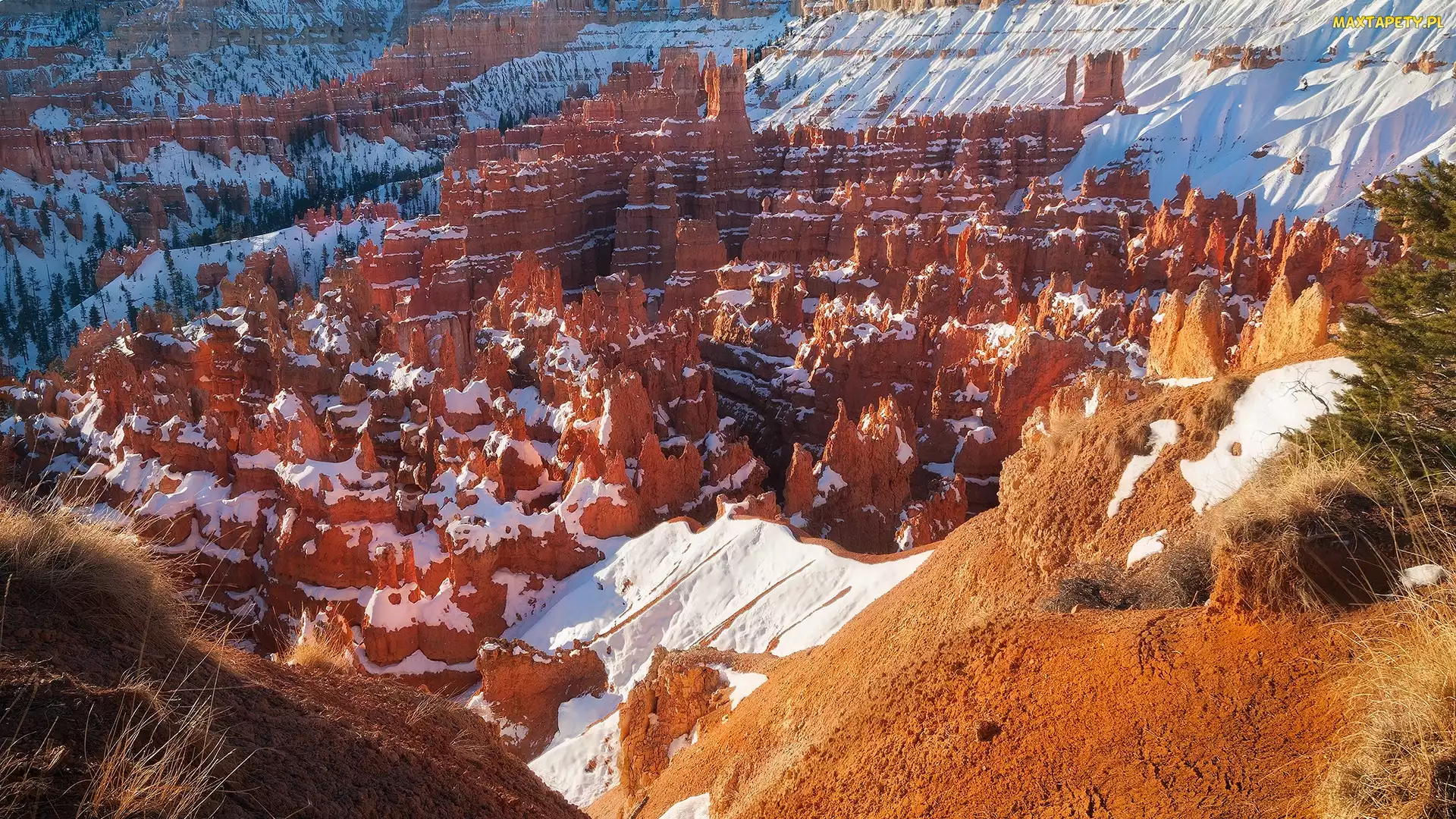 Utah, Park Narodowy Bryce Canyon, Śnieg, Stany Zjednoczone, Kanion, Skały, Rośliny