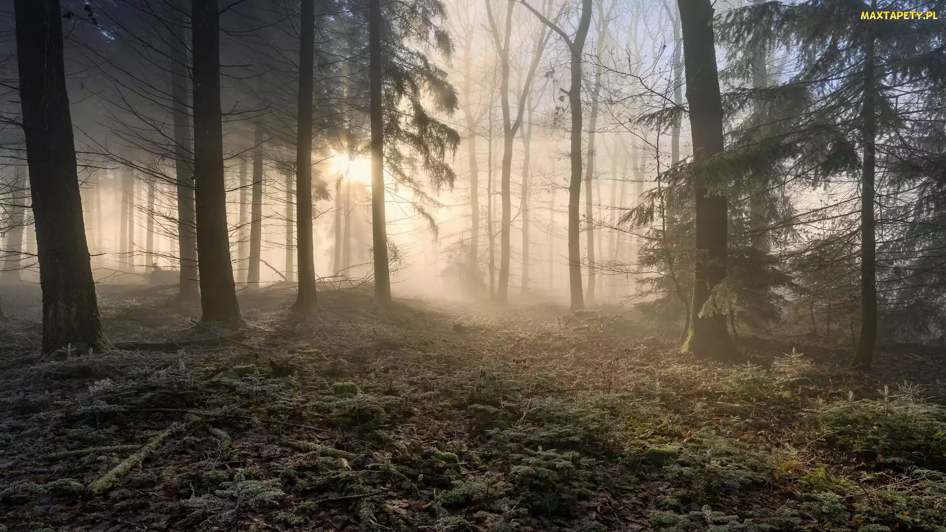 Las, Przebijające światło, Wysokie, Drzewa