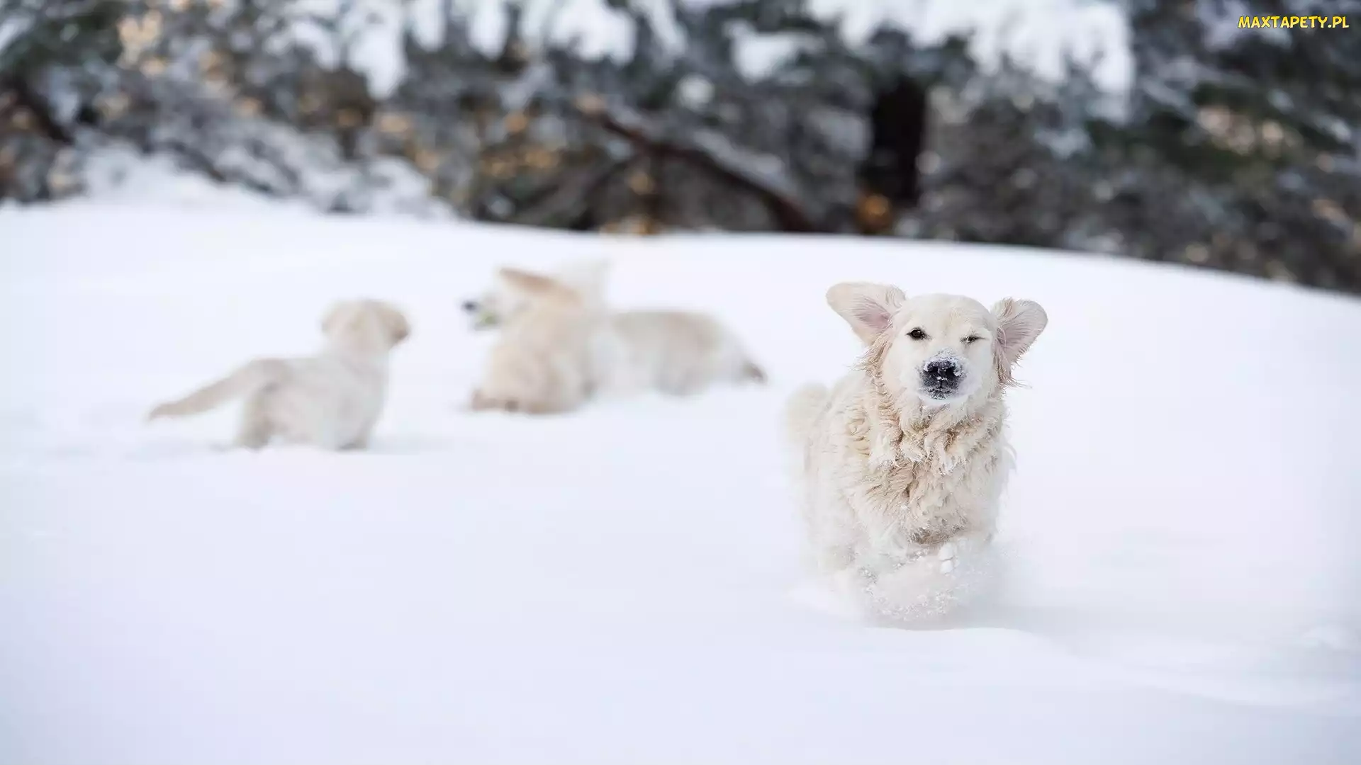 Golden retriever, Śnieg, Zima, Zabawa, Pies