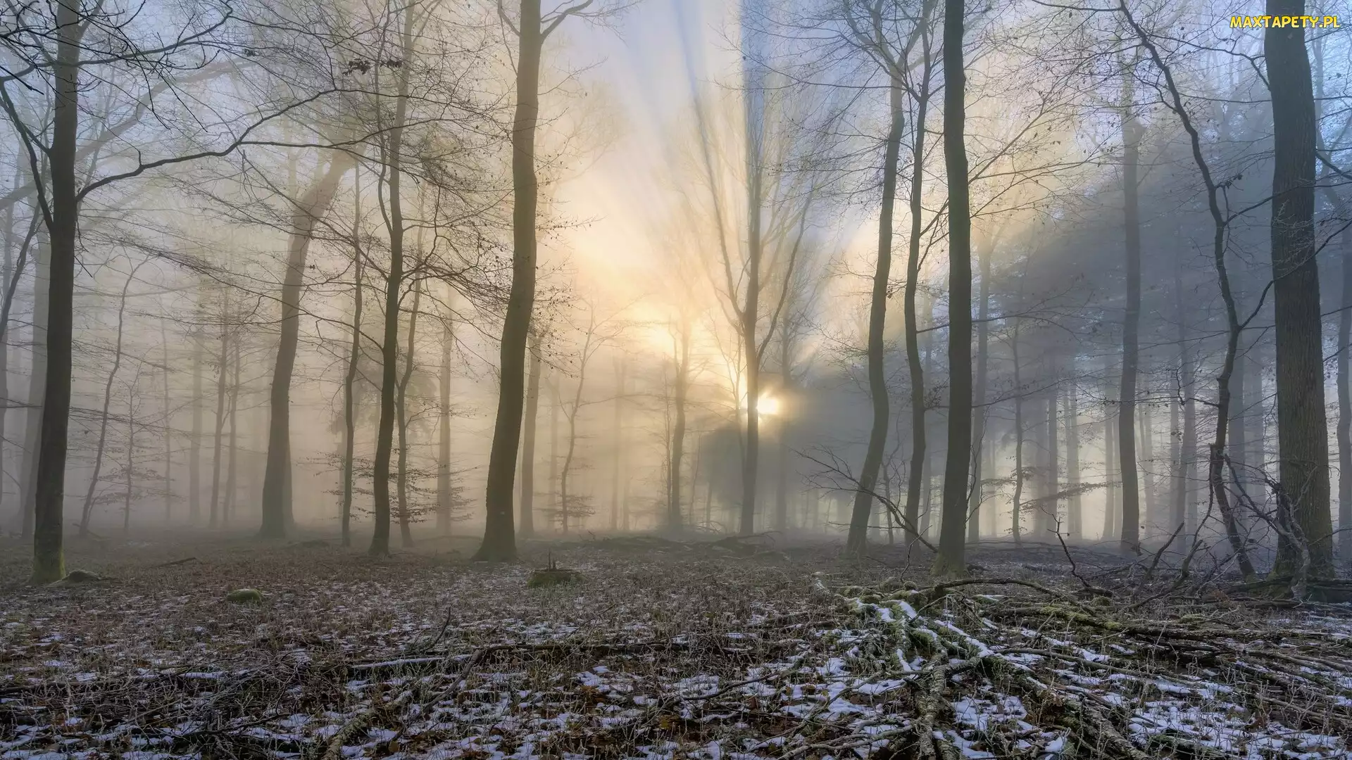 Przebijające światło, Drzewa, Las, Śnieg
