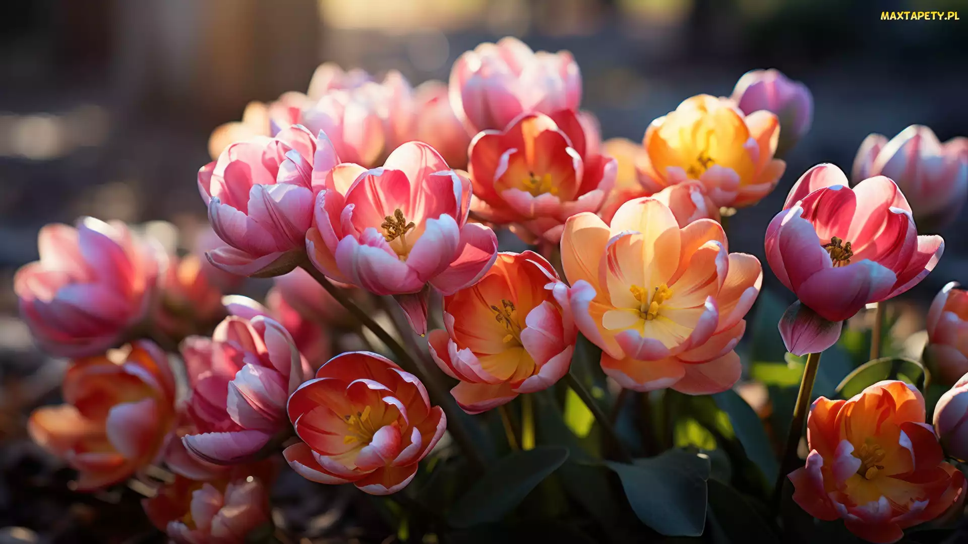 Bukiet, Tulipany, Kwiaty, Kolorowe