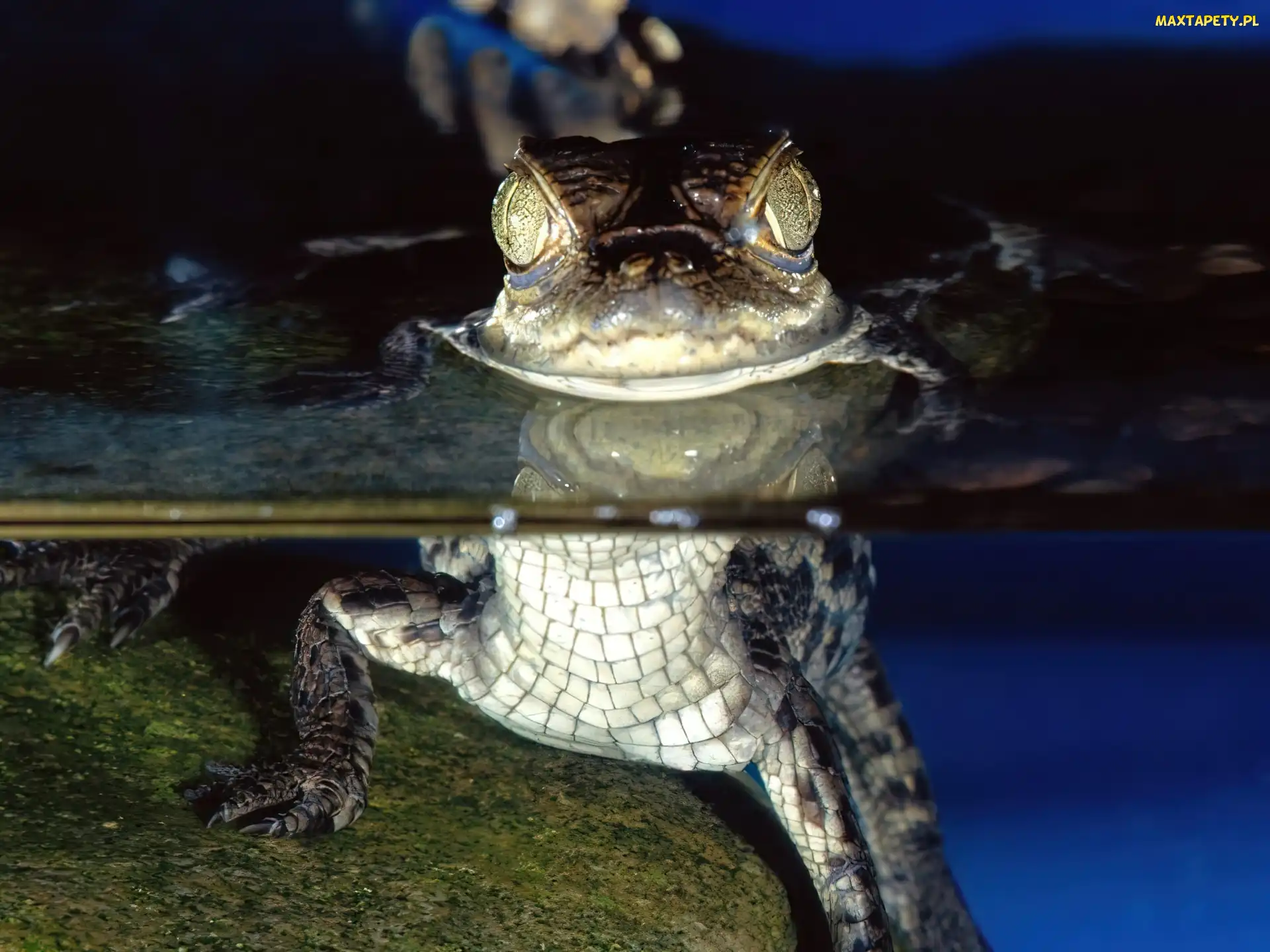 Krokodyl