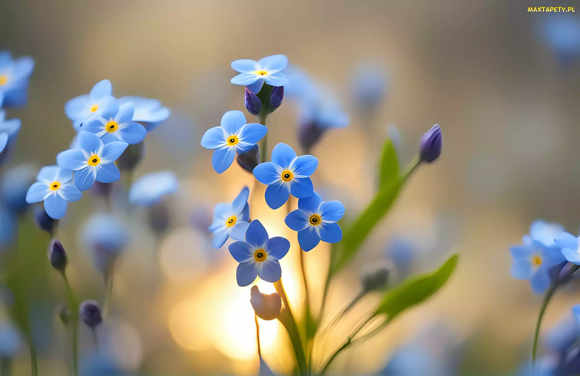 Grafika, Kwiaty, Niezapominajki, Niebieskie