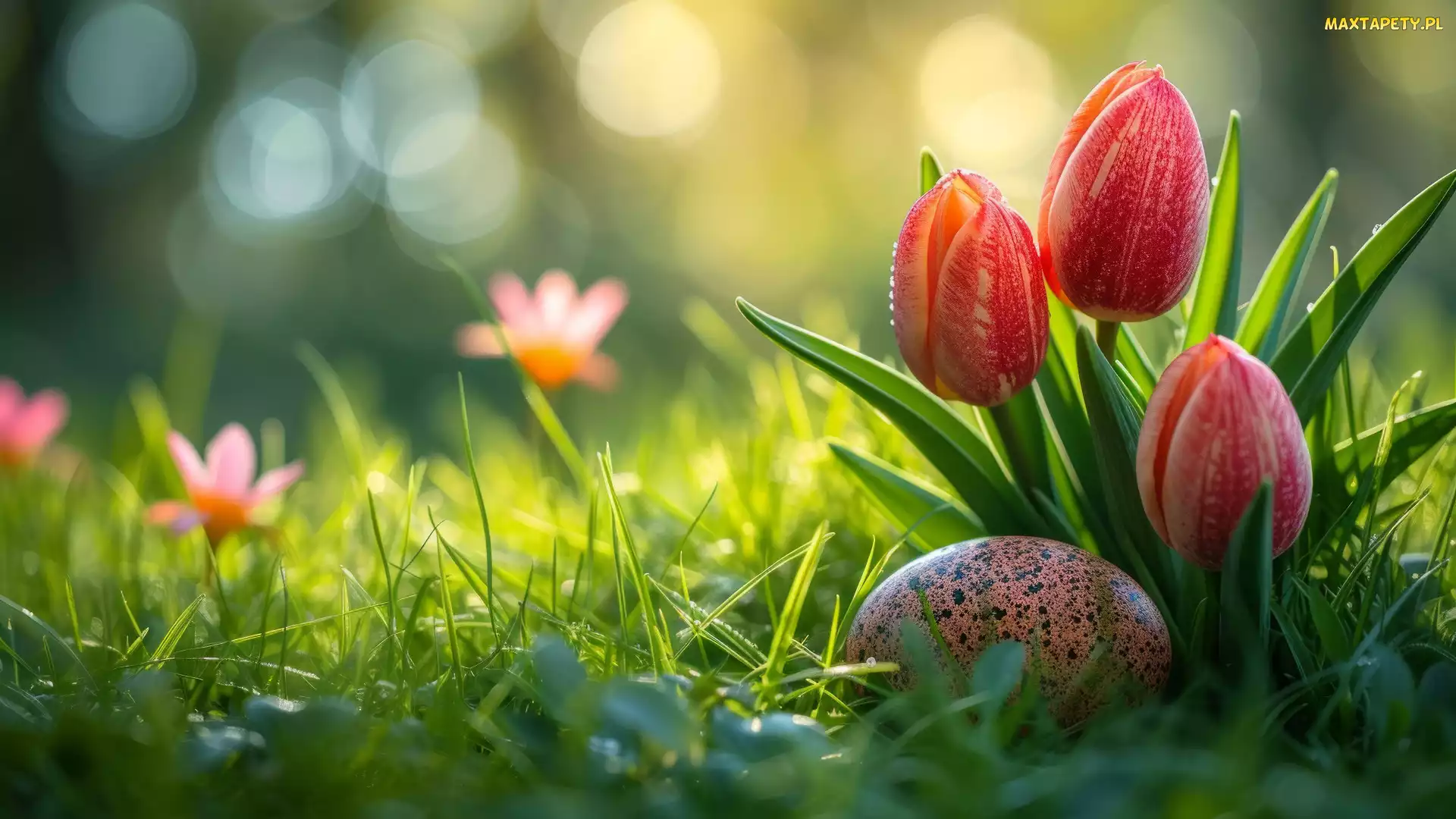 Tulipany, Czerwone, Dekoracja, Wielkanoc, Pisanka, Kwiaty