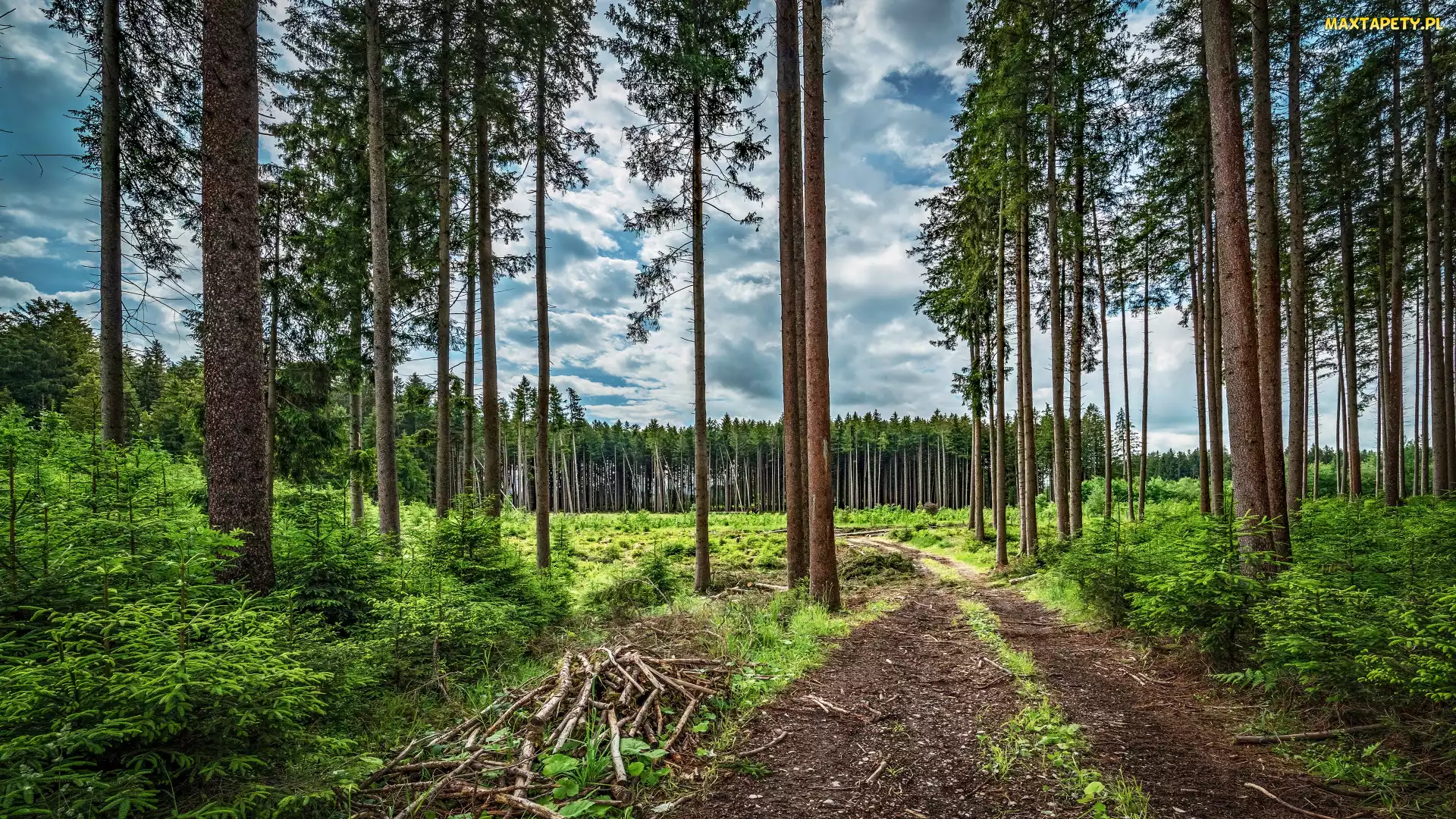 Gałęzie, Zieleń, Drzewa, Chmury, Ścieżka, Las, Sosny