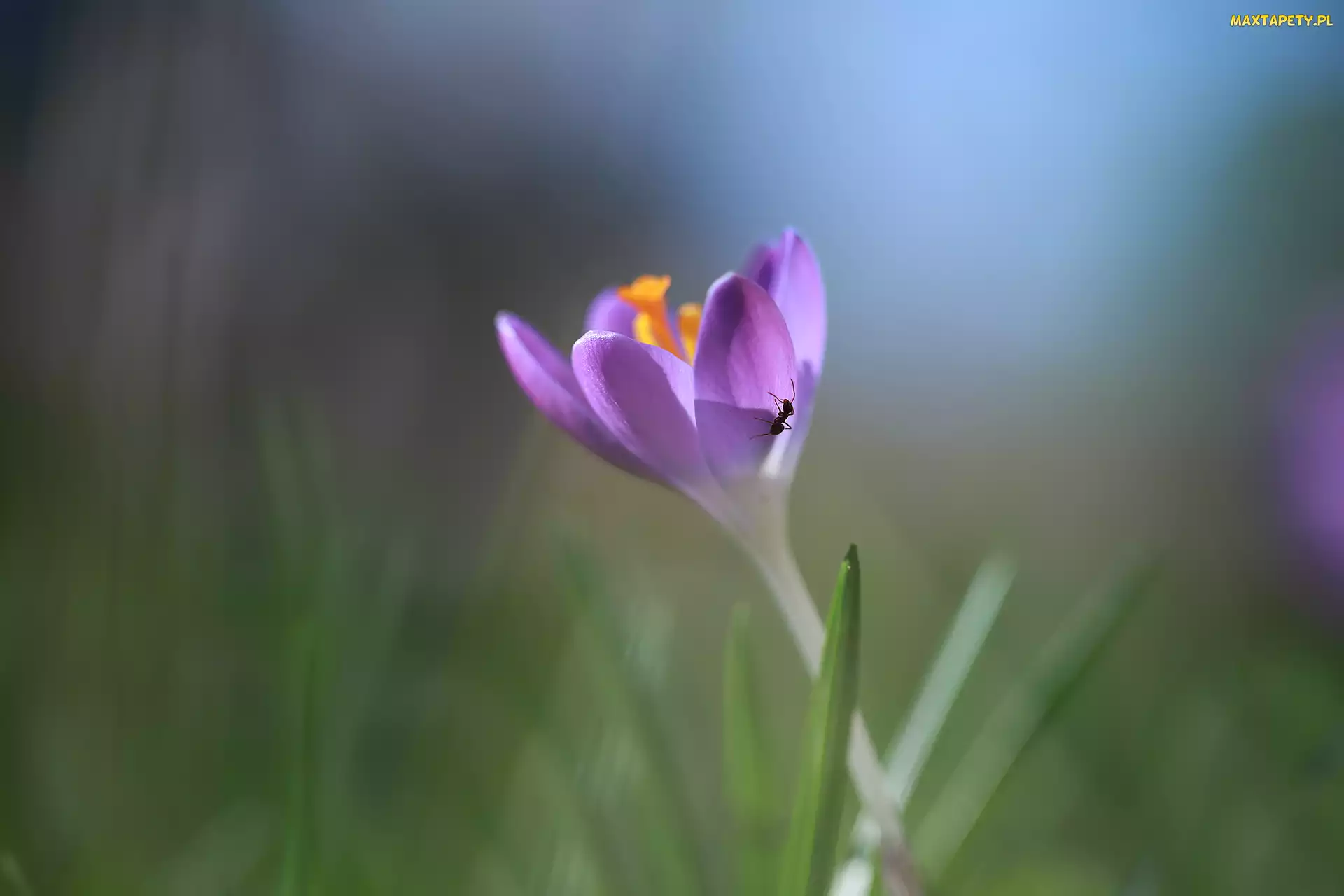 Mrówka, Kwiat, Fioletowy, Krokus