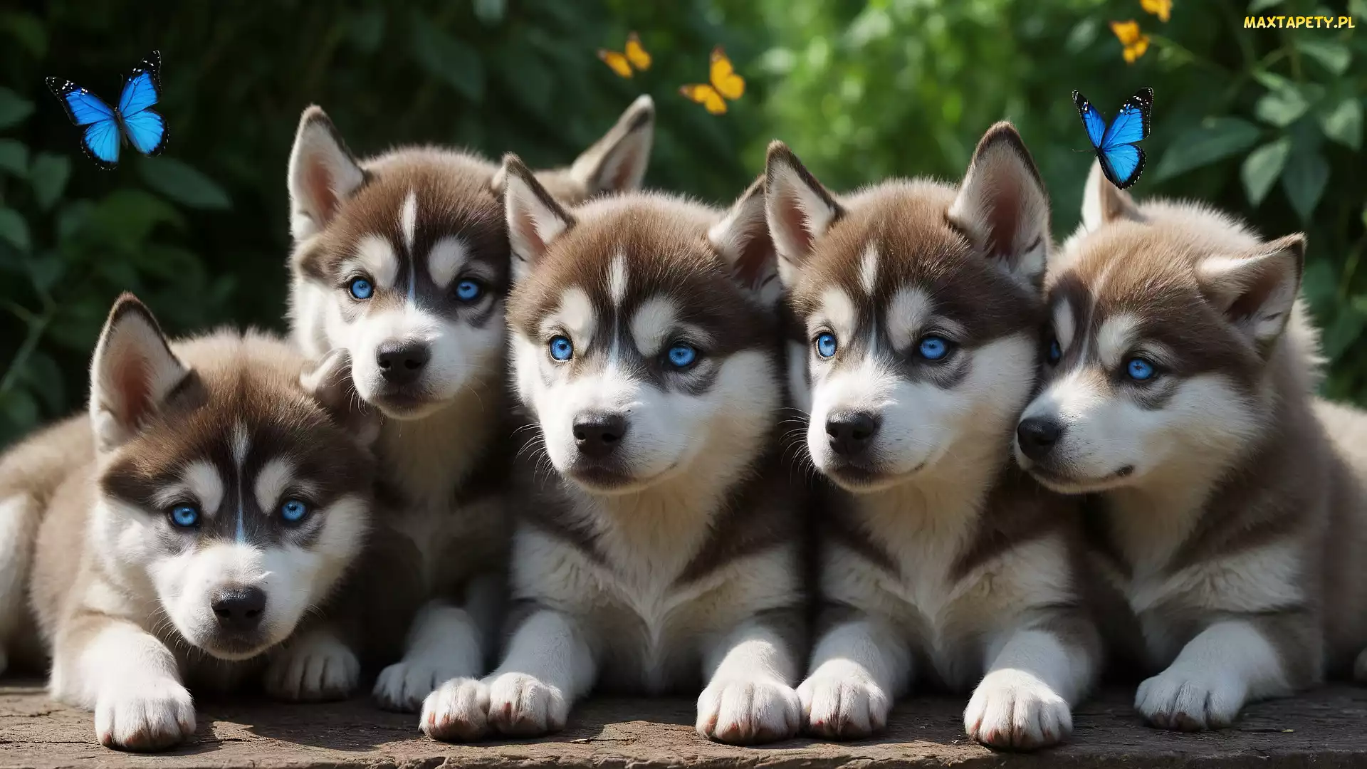 Siberian husky, Motyle, Szczeniaki