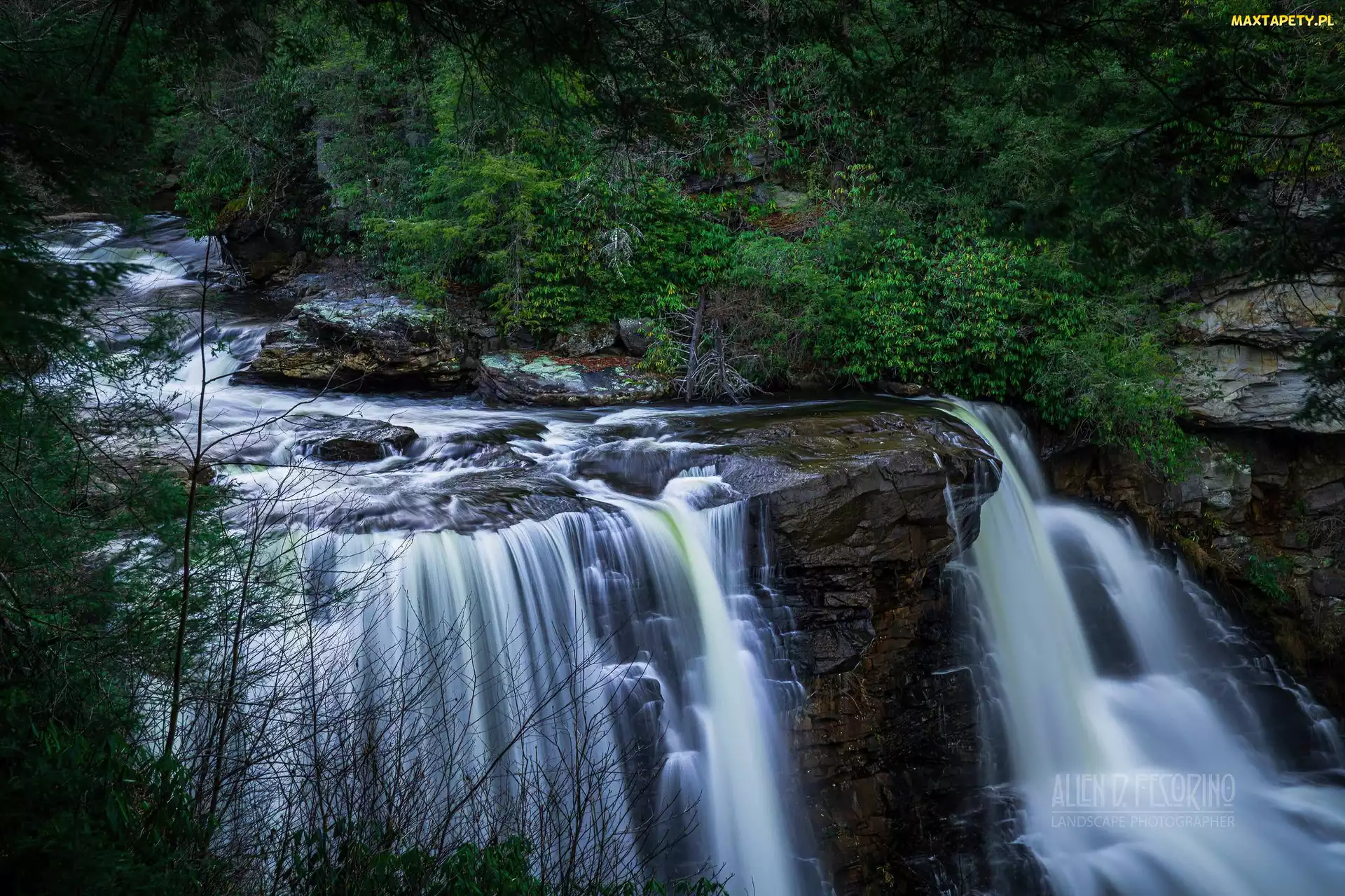 Stany Zjednoczone, Drzewa, Kaskada, Roślinność, Skały, Blackwater Falls, Wirginia Zachodnia, Park Stanowy Blackwater Falls, Wodospad
