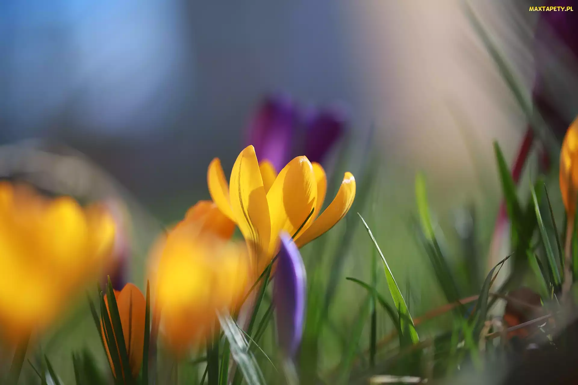 Trawa, Kwiat, Żółty, Krokus